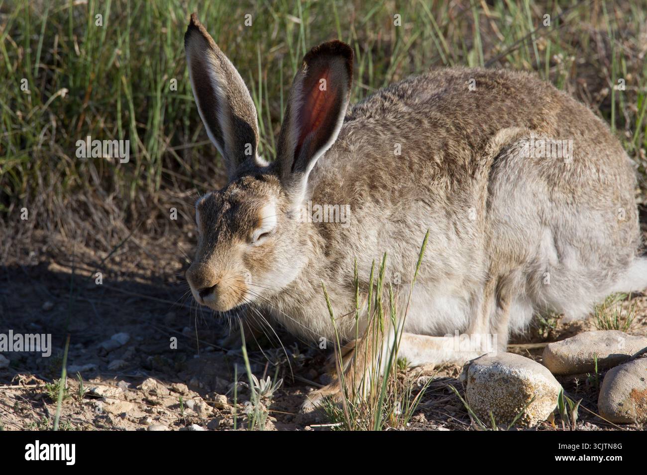 Montana Rabbit White-tailed jack rabbit (Lepus townsendii), Wheatland County, MT Stock ...