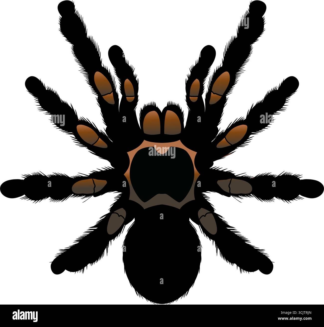 Study features detailed anatomy Stock Vector Images - Alamy