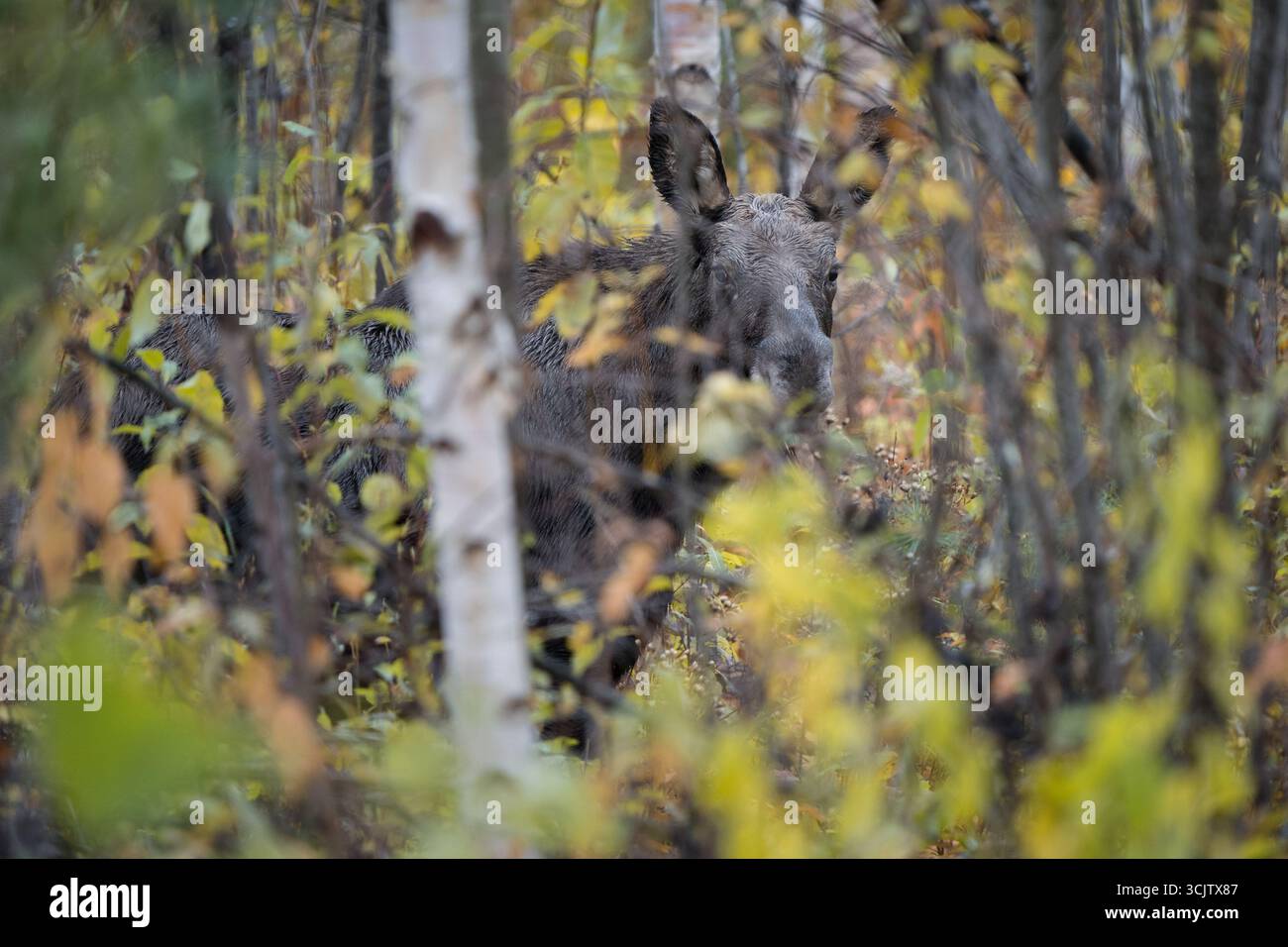 A moose calf deep in the forest surrounded by fall colors. Stock Photo