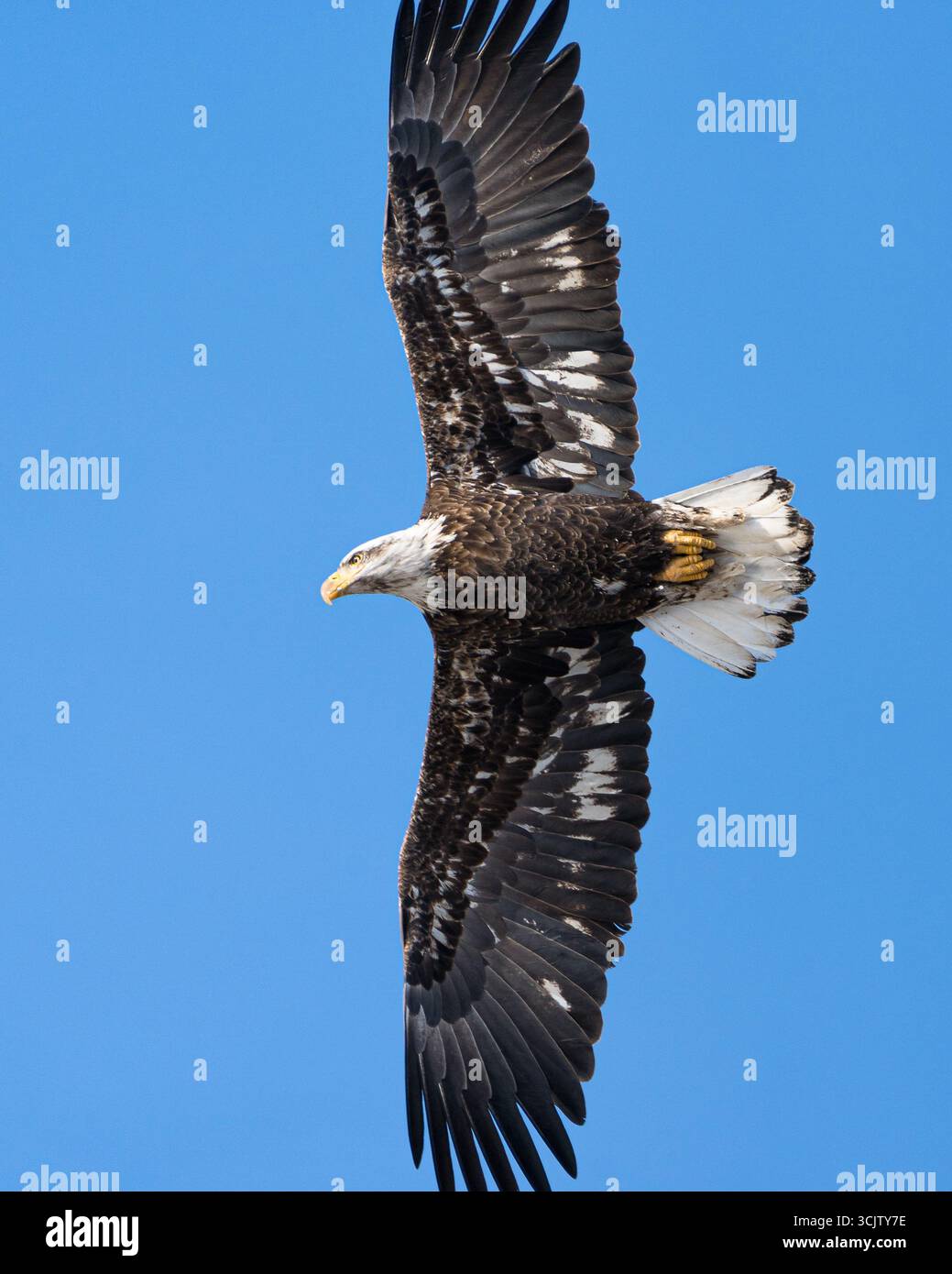 A bald eagle stretches its while flying directly overhead. Stock Photo