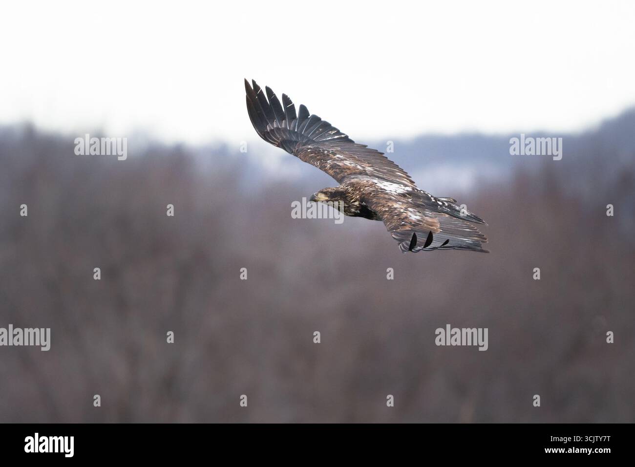 A juvenile bald eagle soars above the trees. Stock Photo