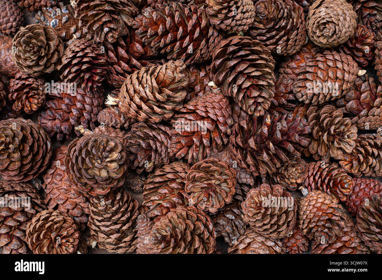 Top down view pine forest hi-res stock photography and images - Alamy