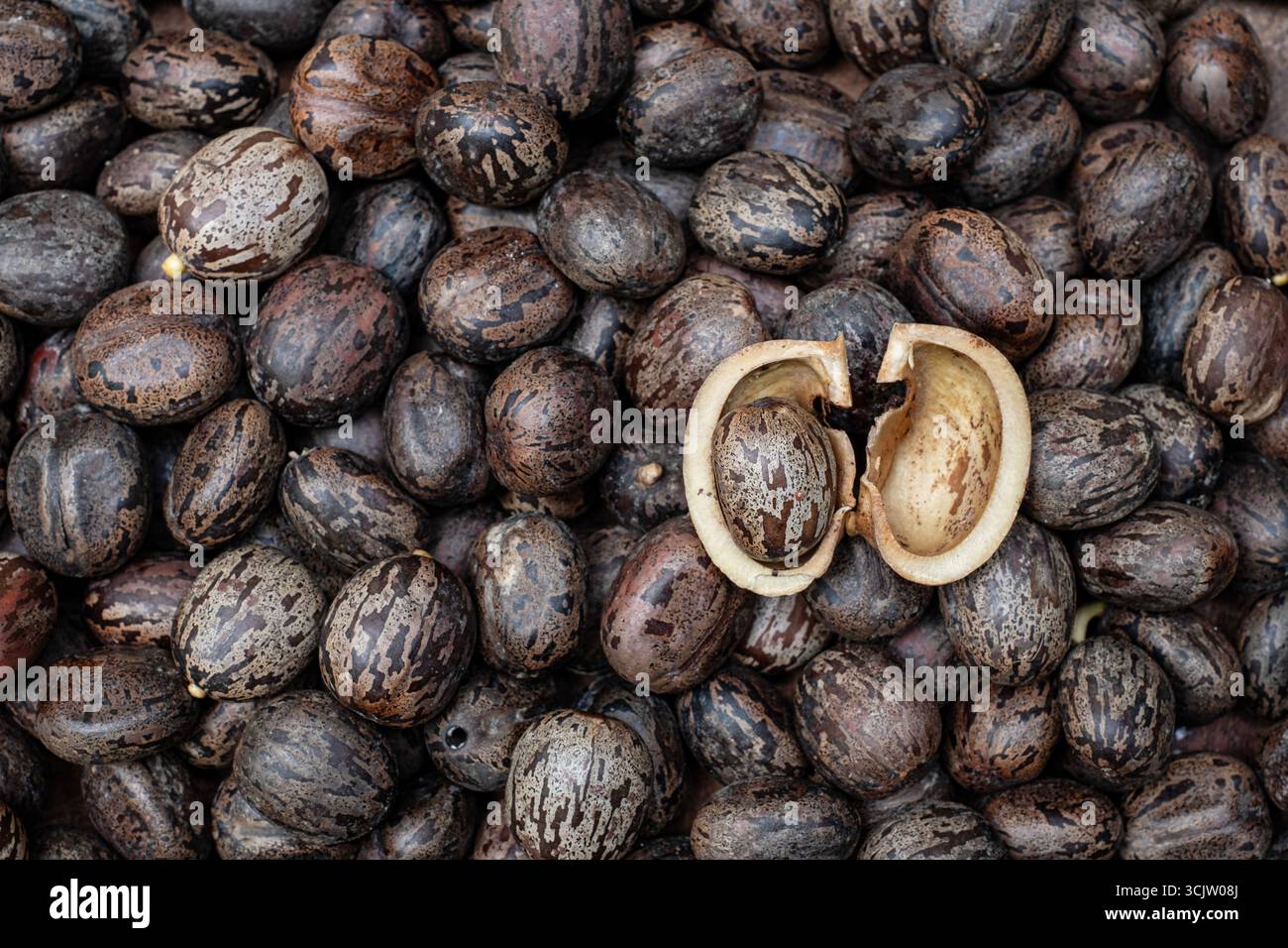 Rubber tree seeds hi-res stock photography and images - Alamy