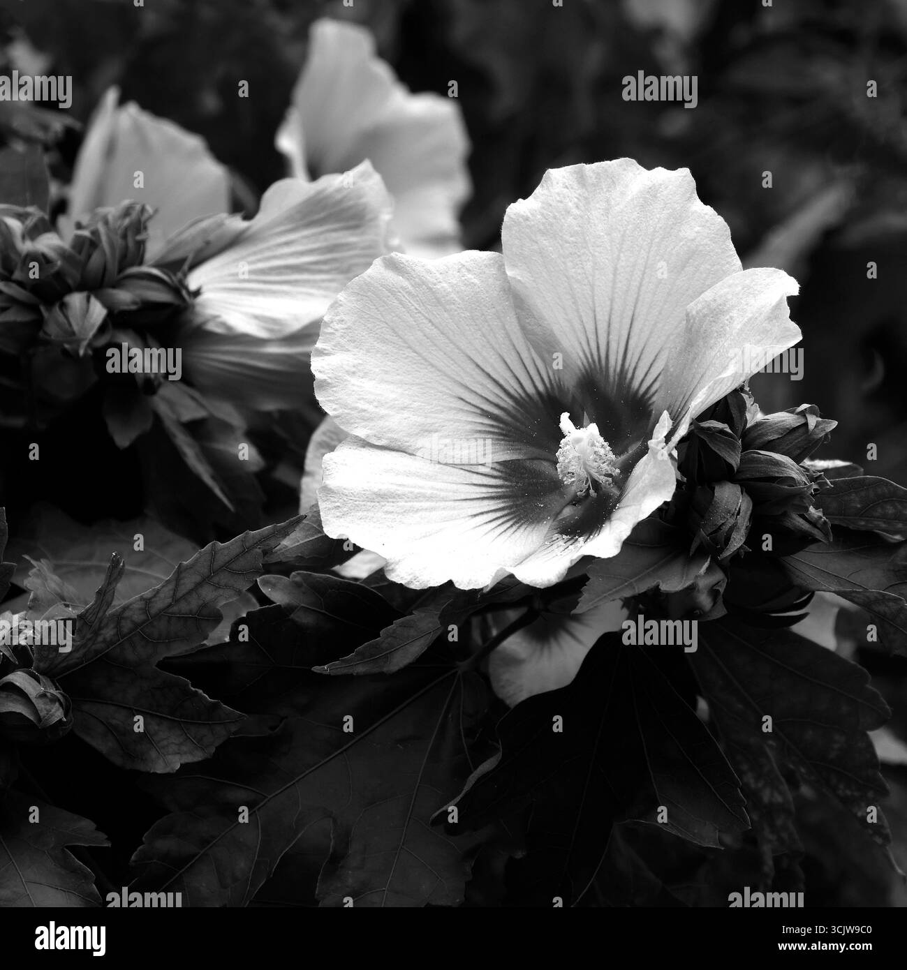 It is a large shrub tree Black and White Stock Photos & Images - Alamy