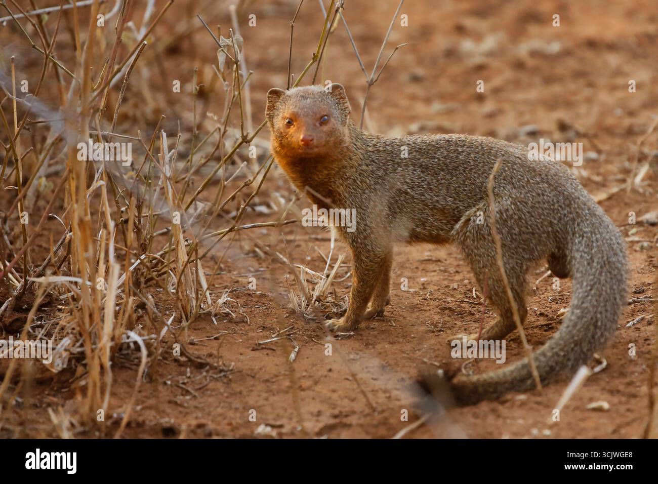 Indian Gray Mongoose Stock Photo