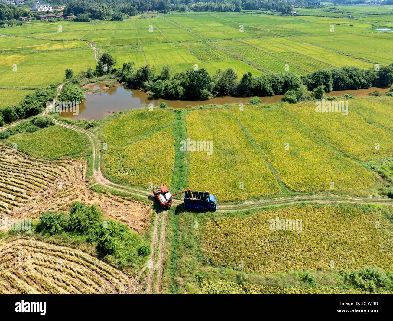 Aerial photo shows farmers harvesting rice in the field in Fuzhou City ...
