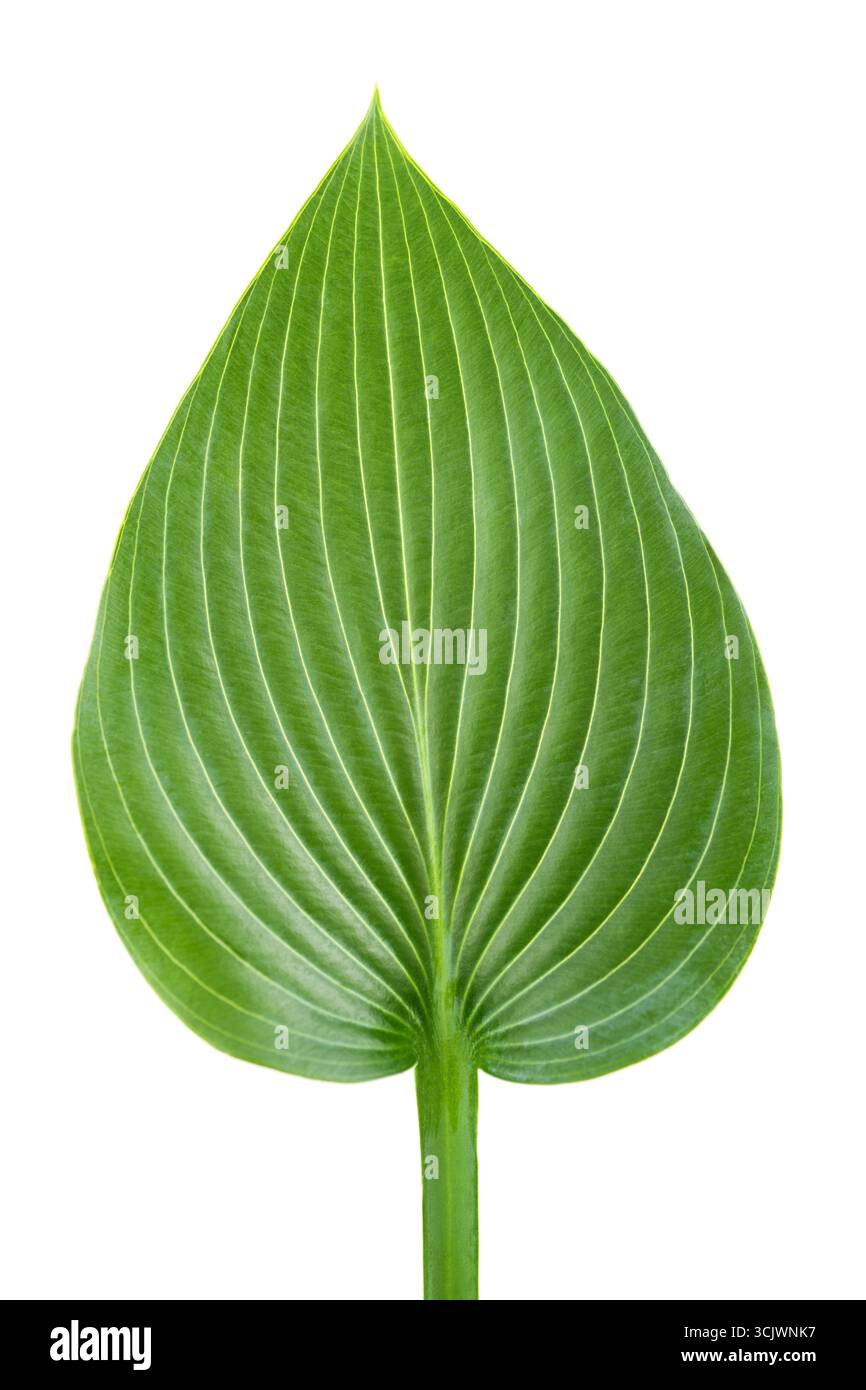 Hosta plantaginea leaf isolated on white background Stock Photo