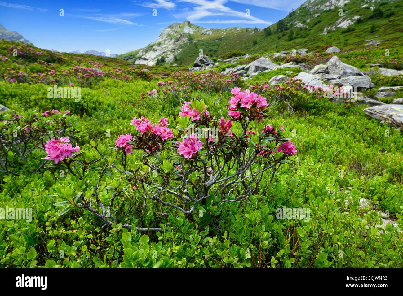Flowers leaves rhododendrons rhododendron hi-res stock photography and ...