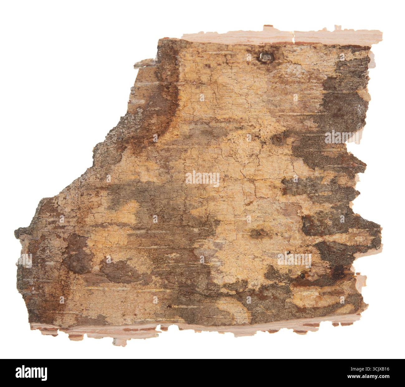 Back side of birch bark isolated on white background Stock Photo
