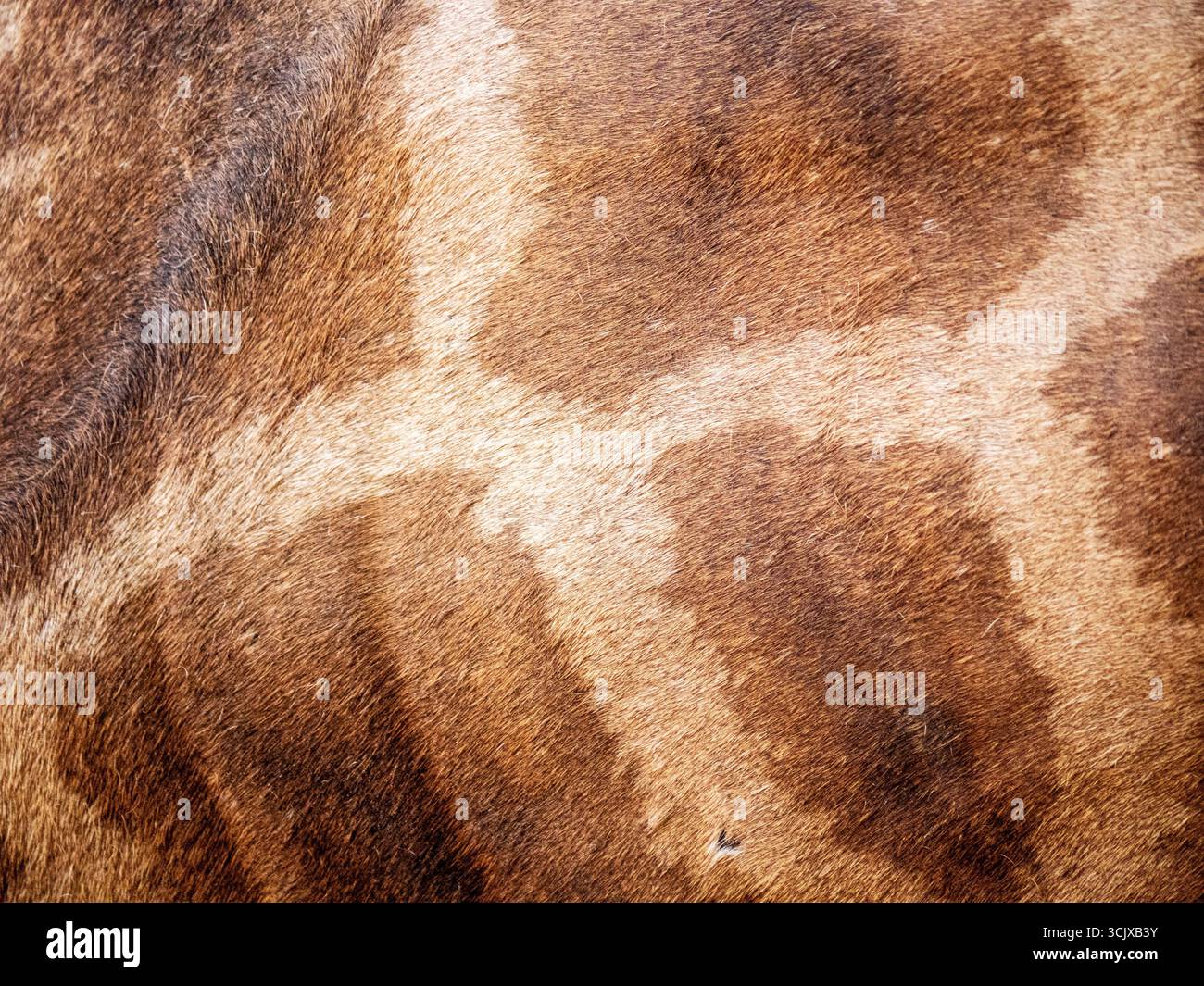 Close up shot of giraffe skin Stock Photo