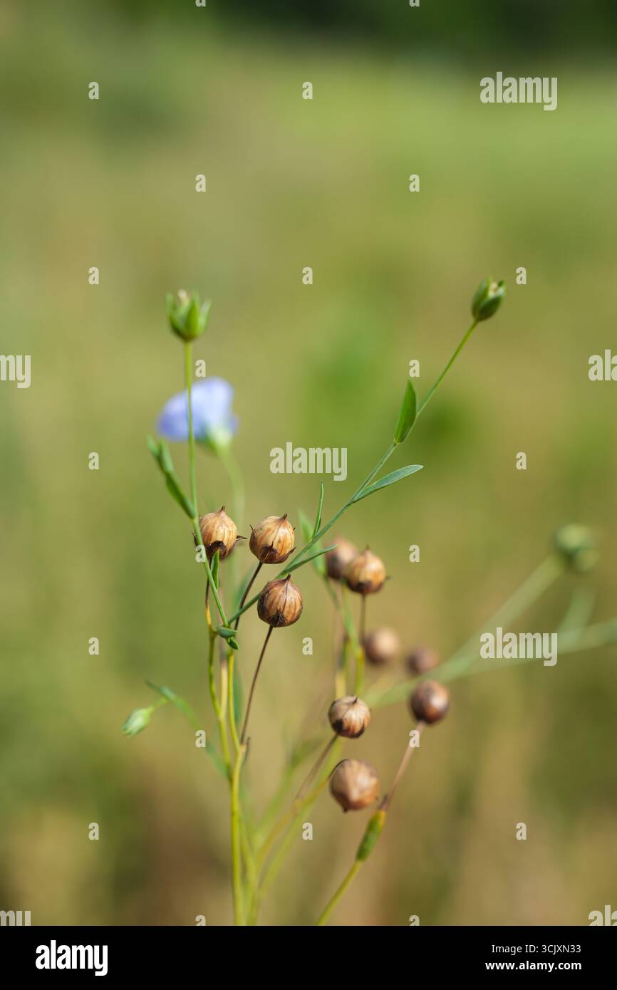 Flaxseed flax seed hi-res stock photography and images - Alamy