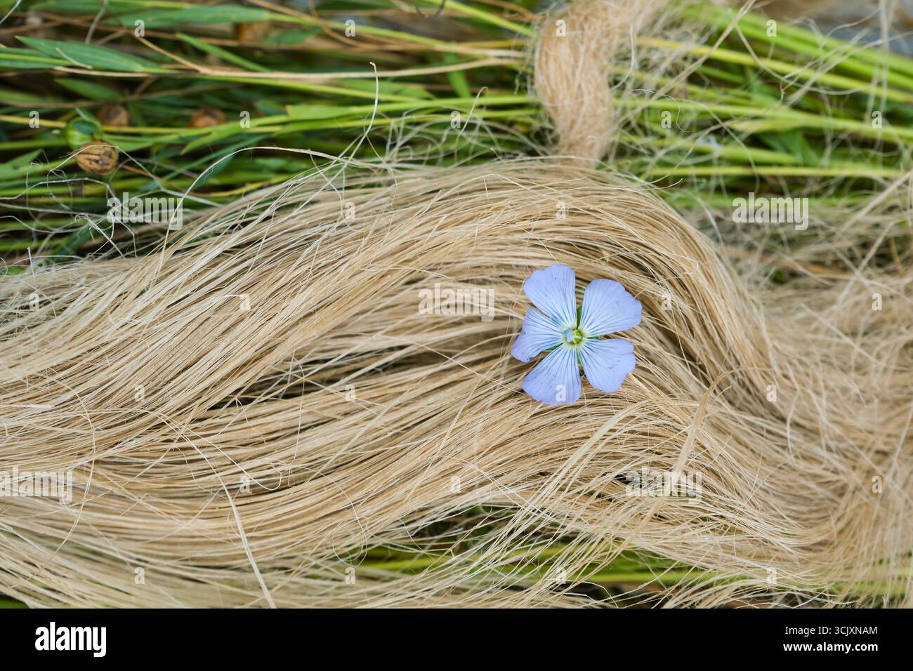 Harvesting flax for linen hi-res stock photography and images - Alamy