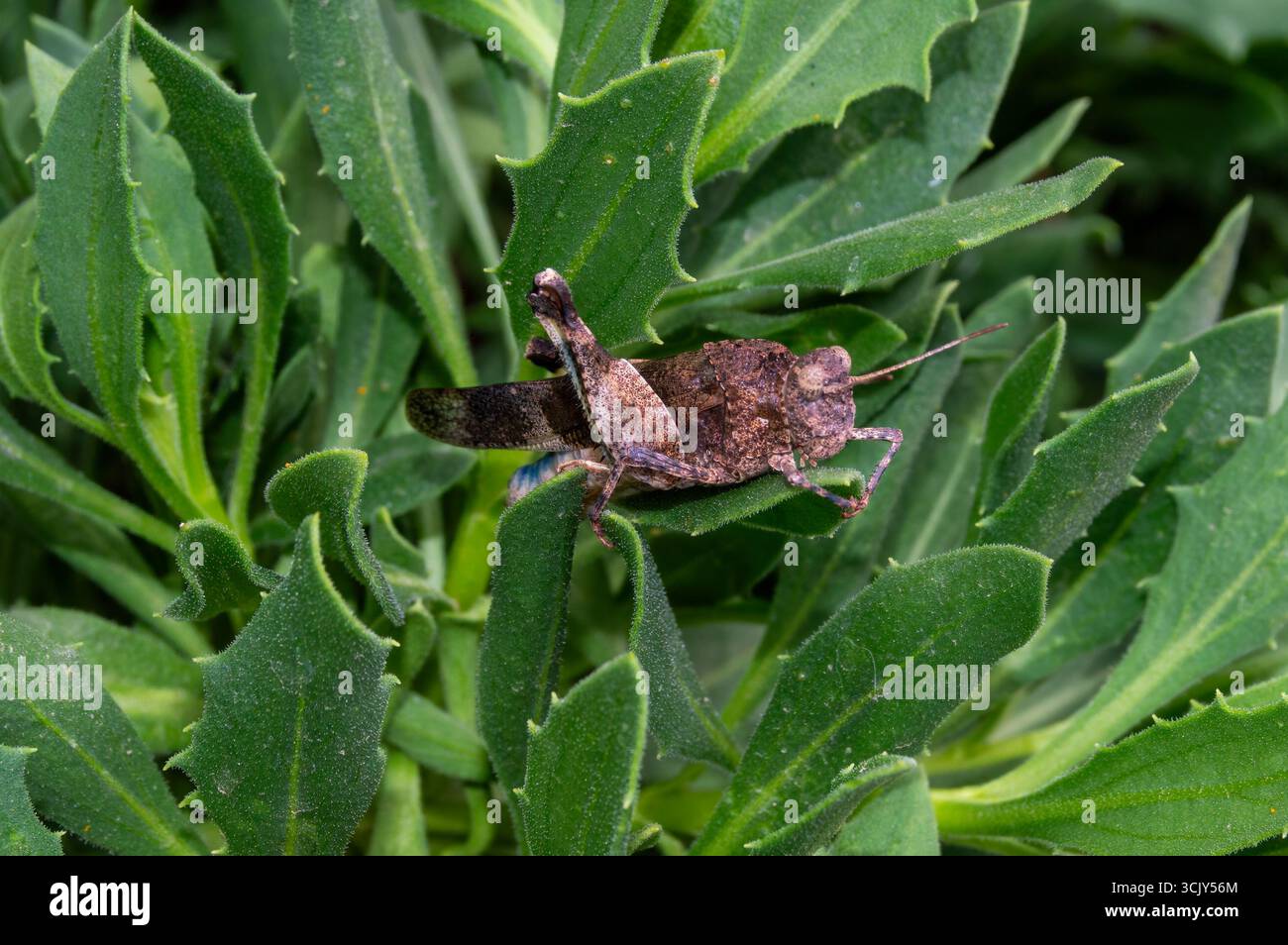 Saltamontes gris Stock Photo