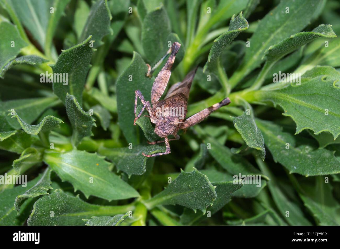 Saltamontes gris Stock Photo