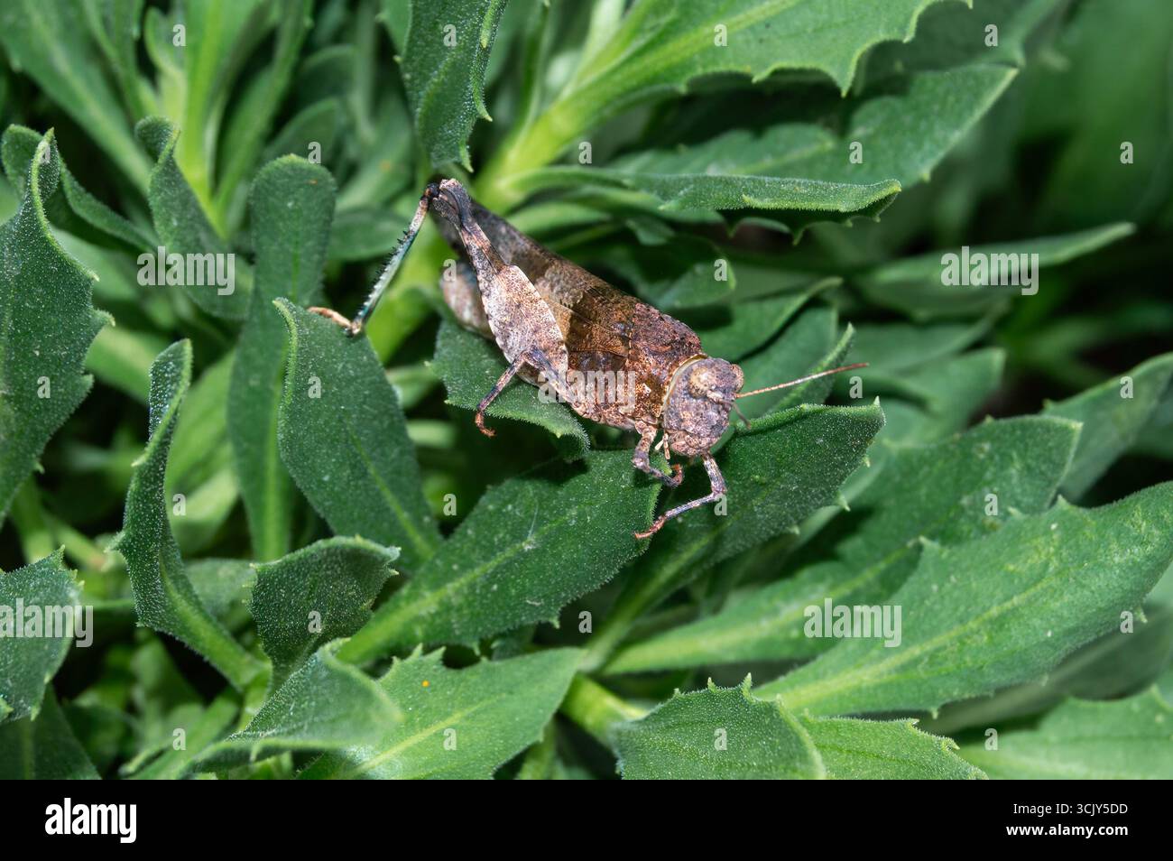 Saltamontes gris Stock Photo