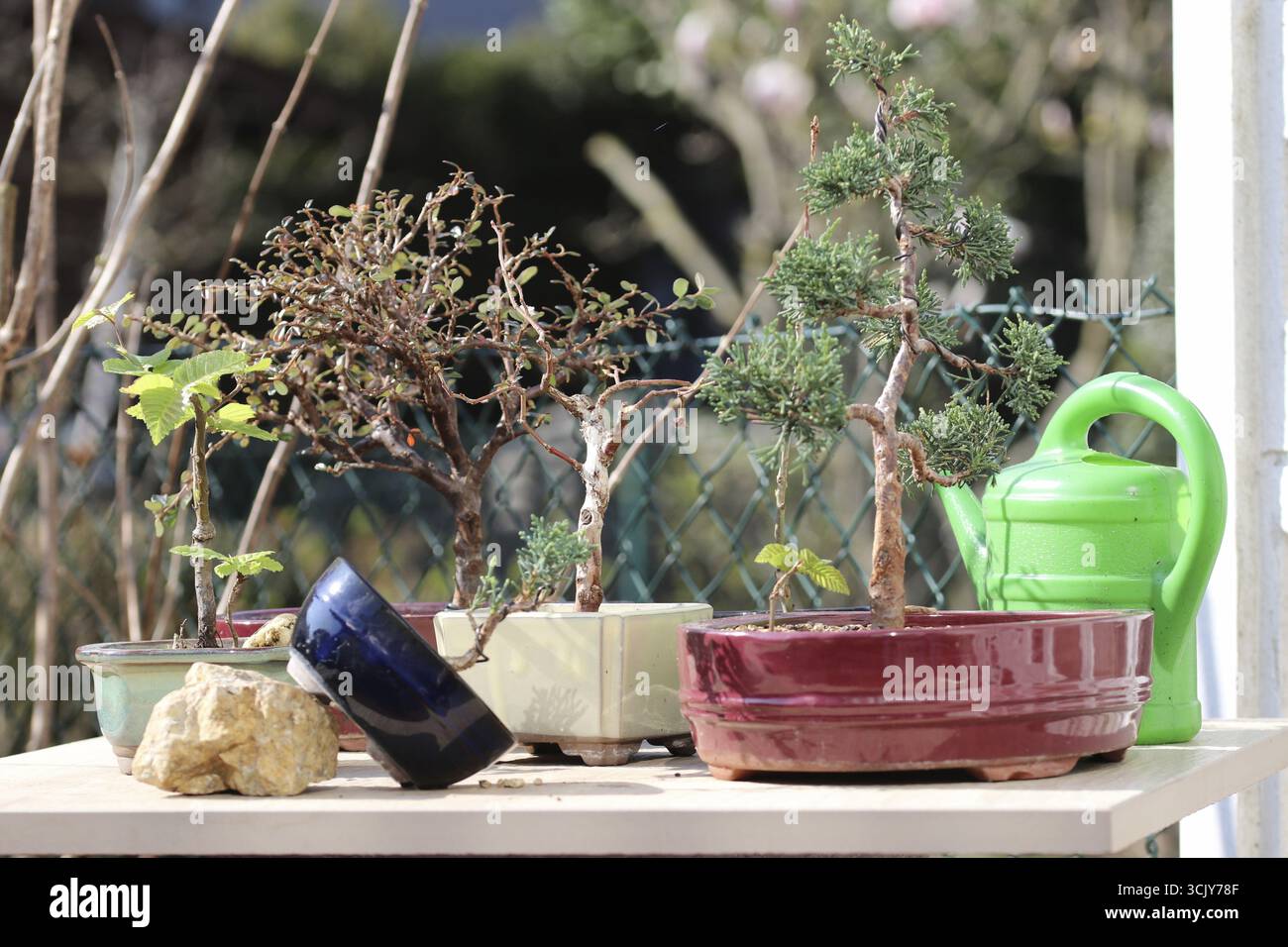 Bonsai outside hi-res stock photography and images - Alamy