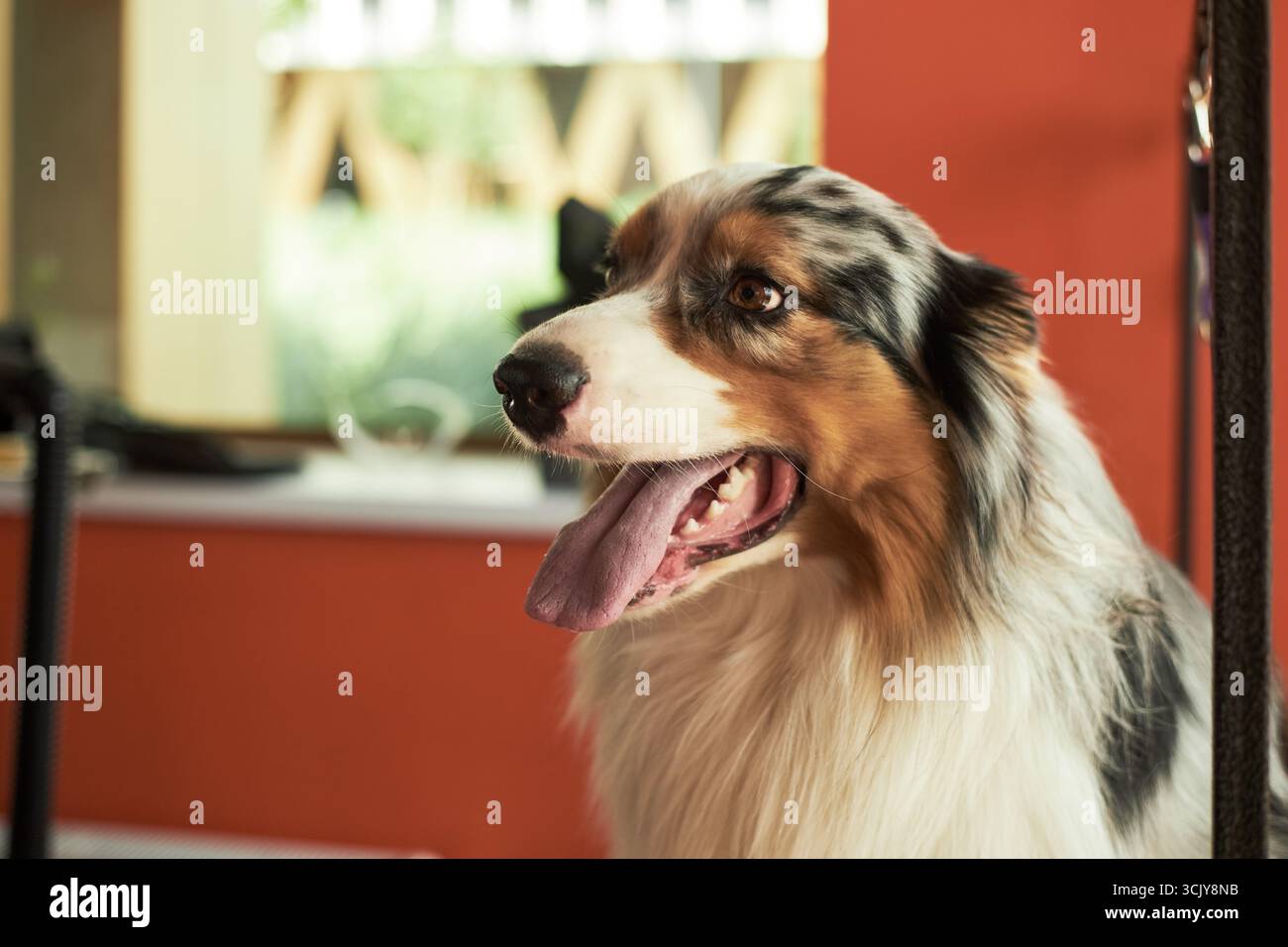 Australian Shepherd dog sitting indoors with mouth open and tongue out, looking to side, showing alert expression, long fur and distinctive tricolor markings visible Stock Photo