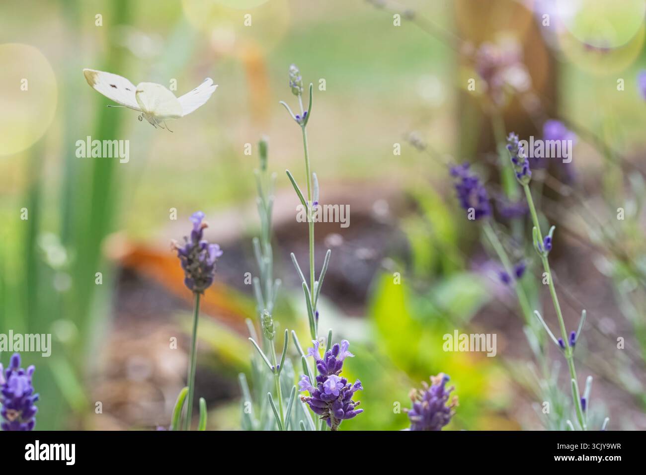 Cabbage Butterfly Flies of a Lavender Garden Stock Photo
