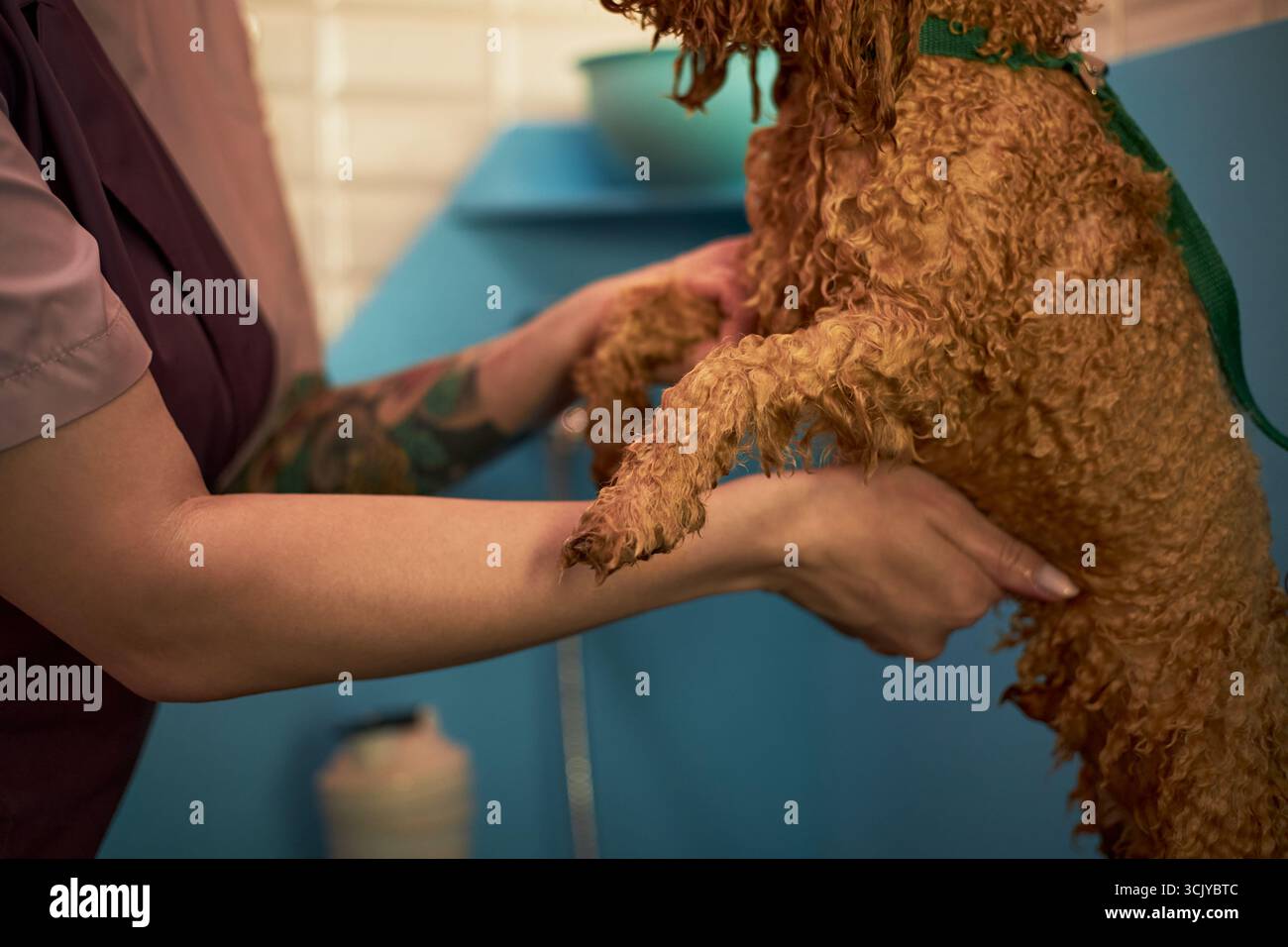 Caucasian young adult woman with tattooed arm holding curly haired dog during grooming session in pet care facility, only partial view of woman and dog visible in close up Stock Photo