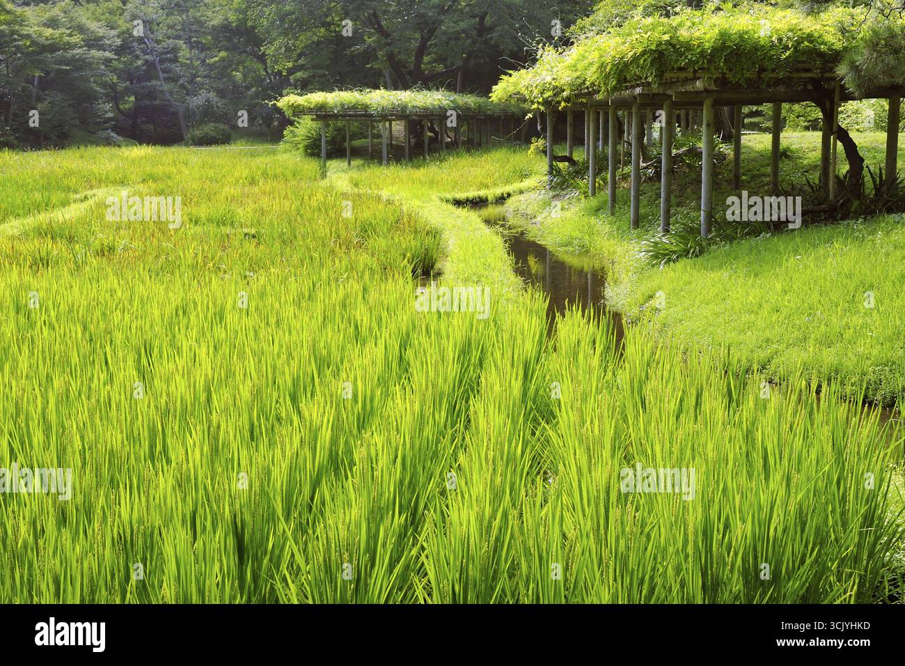 Water Channel Rice Field Basic channel hi-res stock photography and images - Alamy