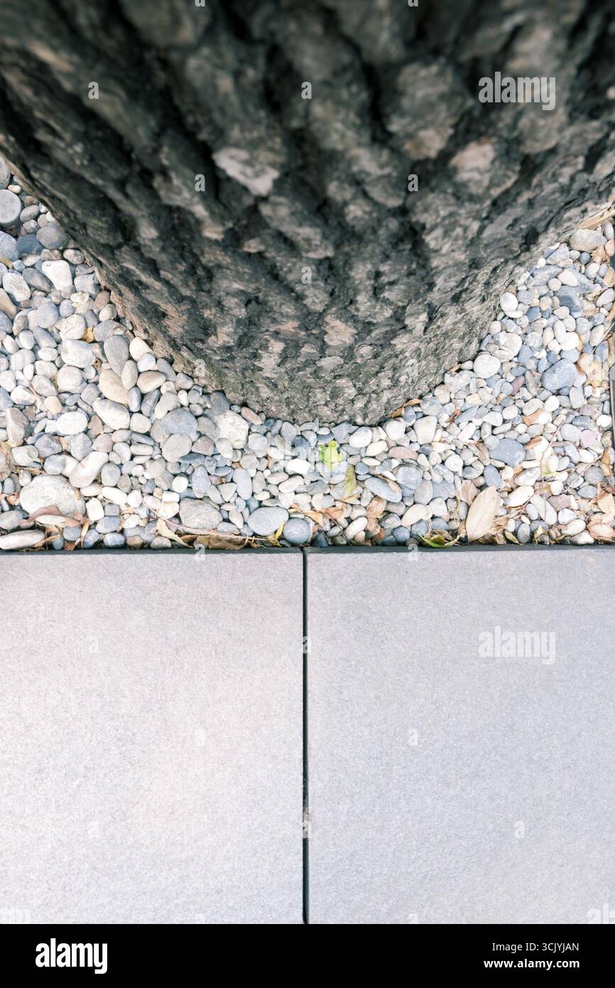 Tree trunk and floor tiles of urban pavement, focus on tiles Stock ...