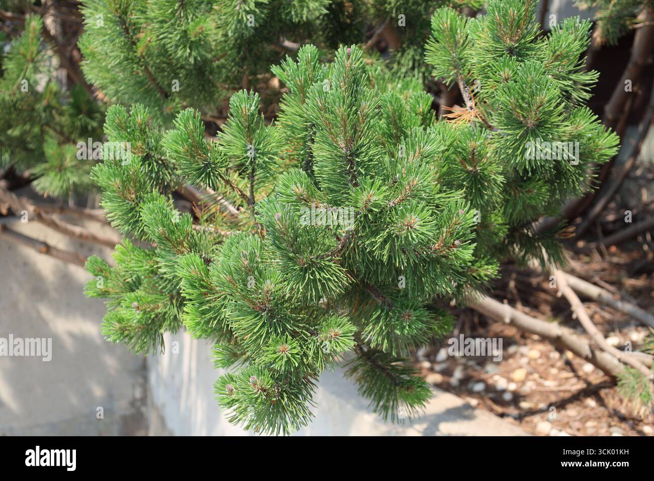 Evergreen spruce grass bushes hi-res stock photography and images - Alamy
