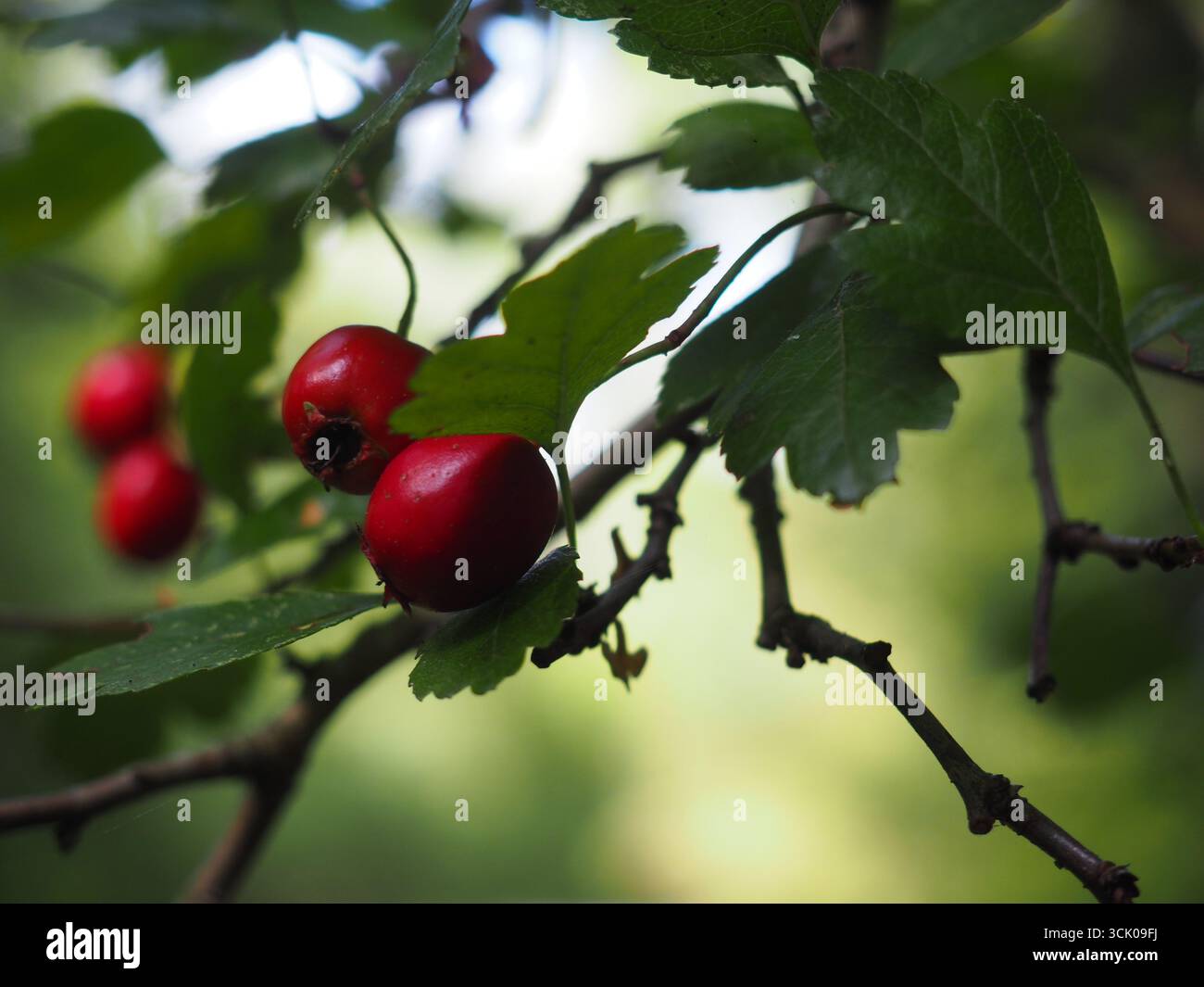 Hawthorn tree at Bernwood Forest, Oxford UK Stock Photo