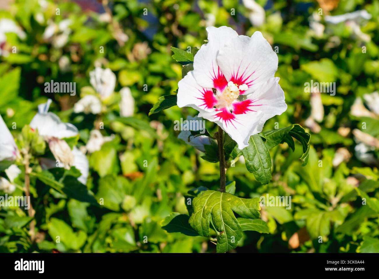 Well maintained park lush hi res stock photography and images Alamy