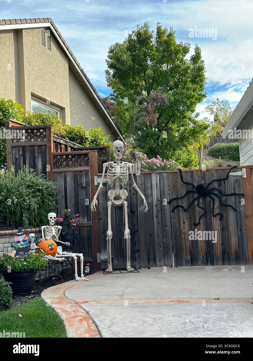 Halloween skeleton figures, a giant black spider, and a decorated pumpkin displayed in a residential yard against a wooden fence. - Smartphone Captured Stock Image