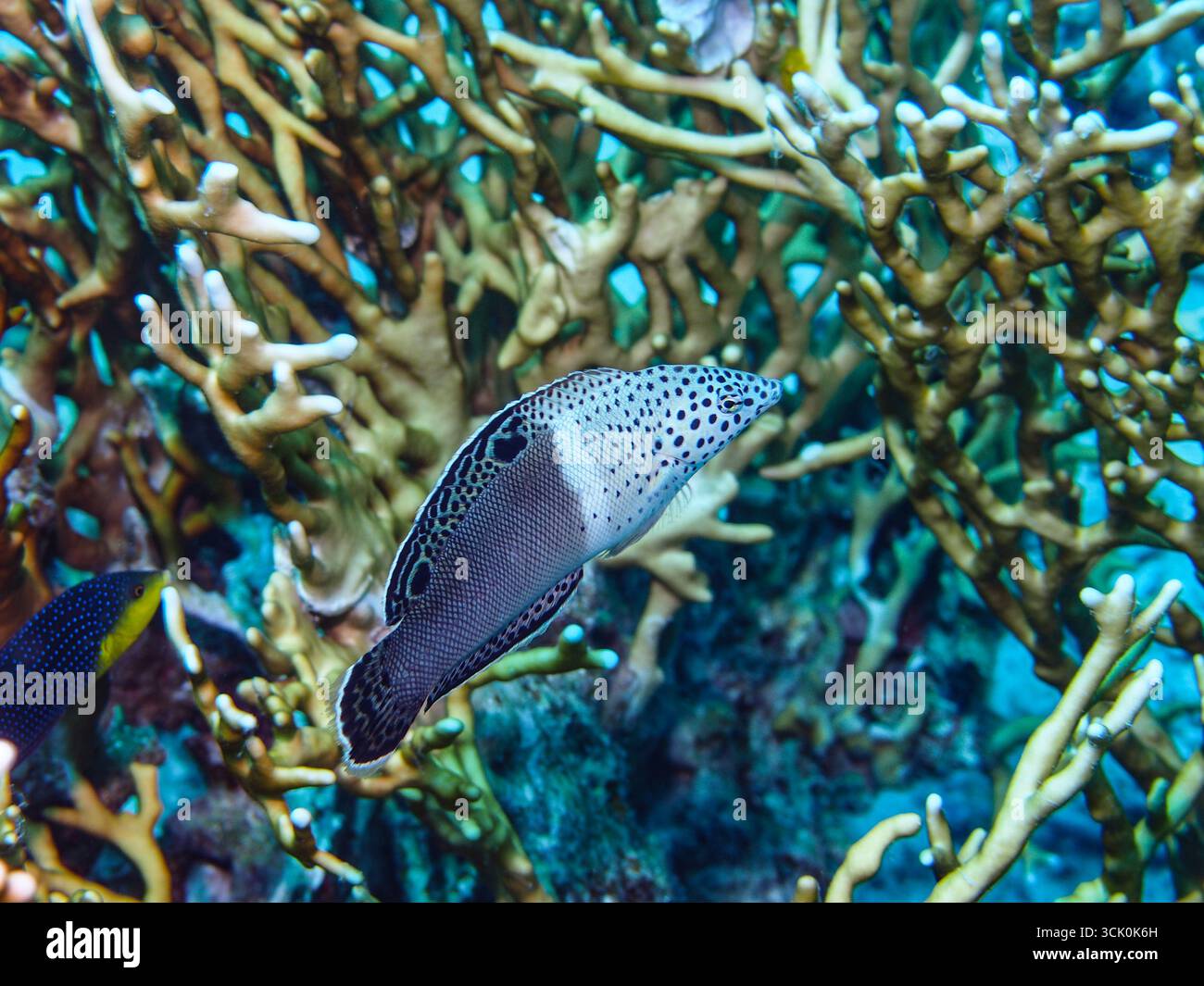 Coris aygula - Stock Photo