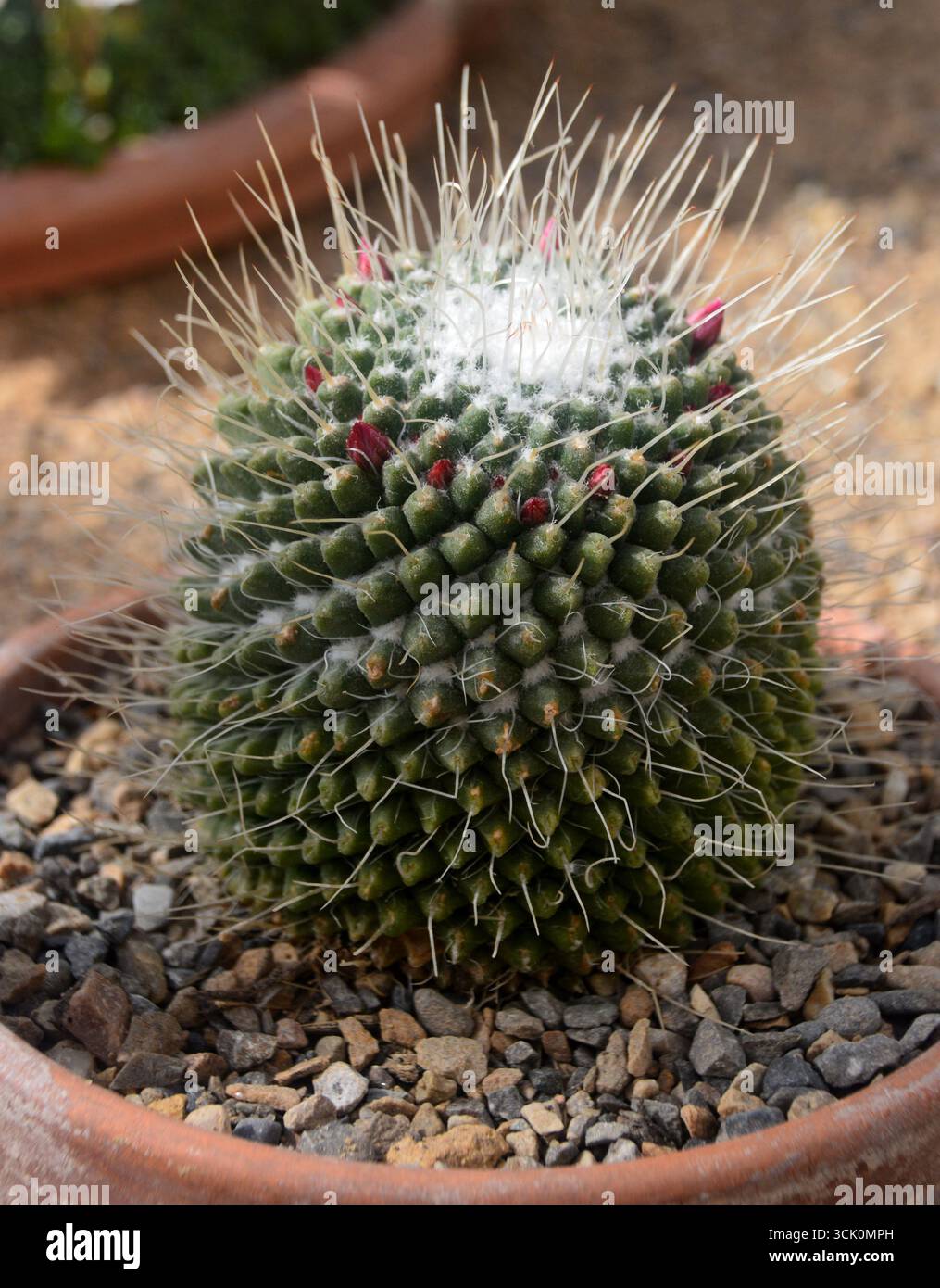 Mammillaria spinosissima hi-res stock photography and images - Page 2 -  Alamy