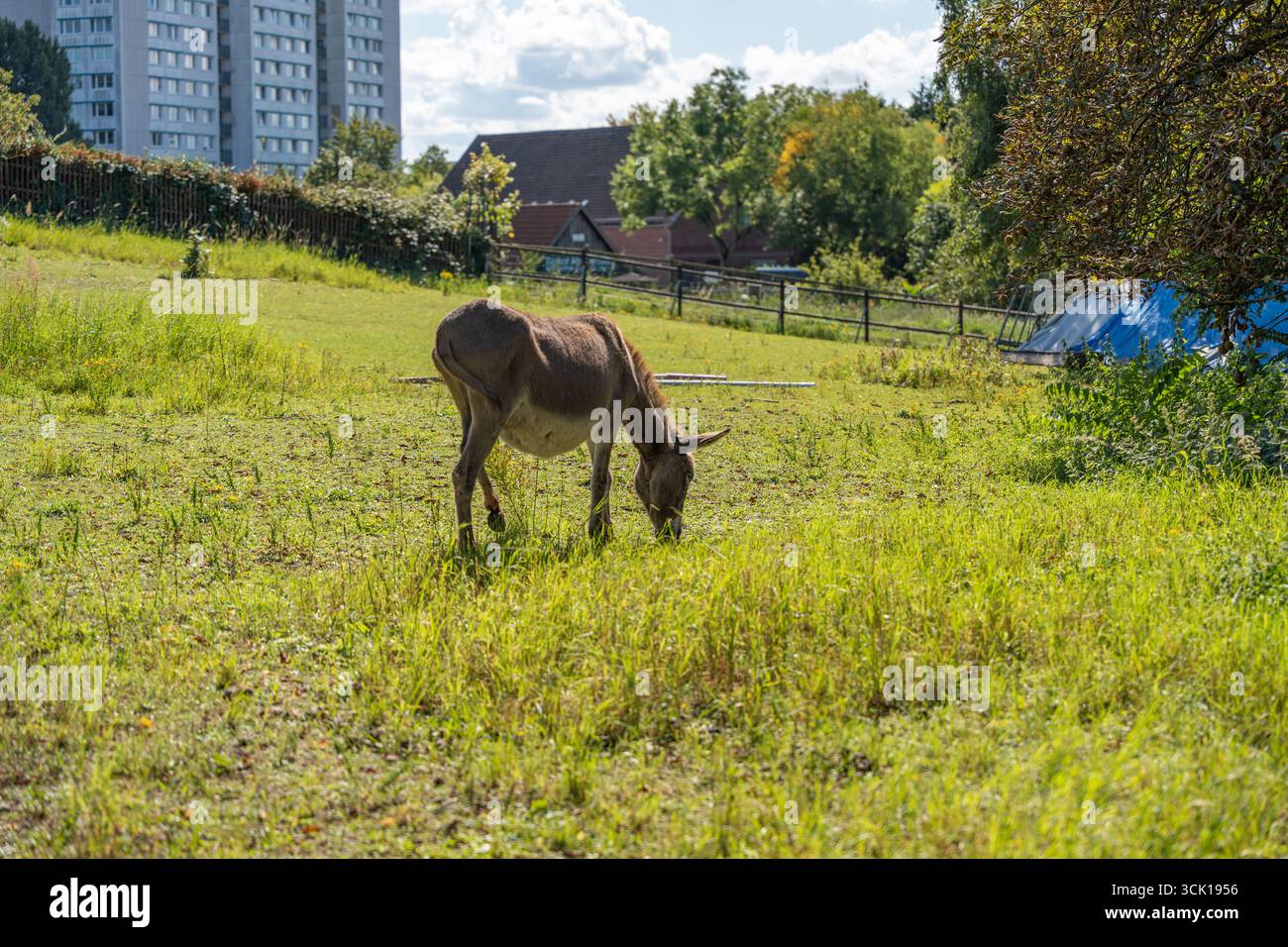 A donkey stands in a green meadow, grazing grass. Trees and houses are ...
