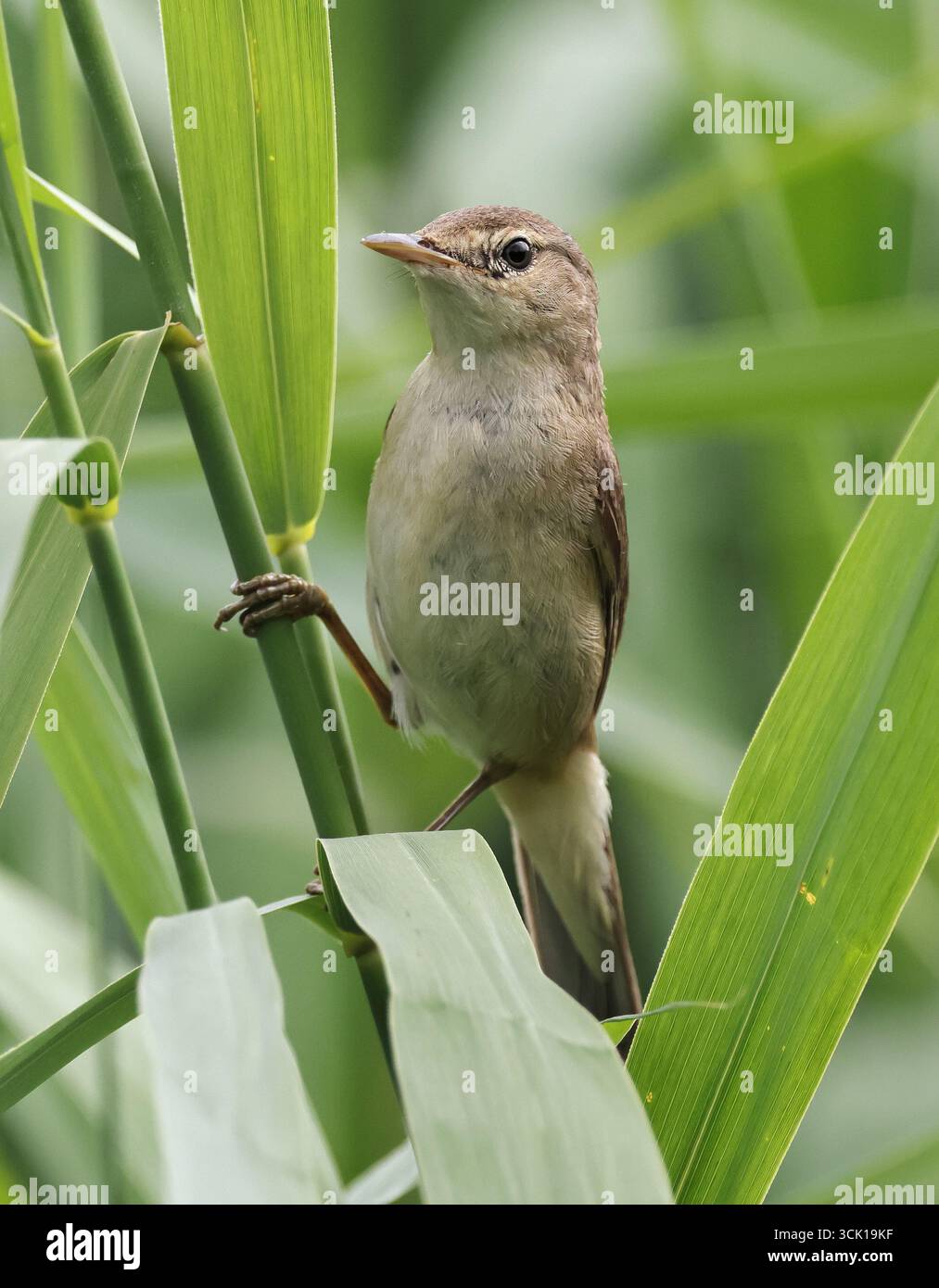 A Reed Warbler (Acrocephalus scirpaceus) at Slimbridge WWT Gloucestershire UK Stock Photo