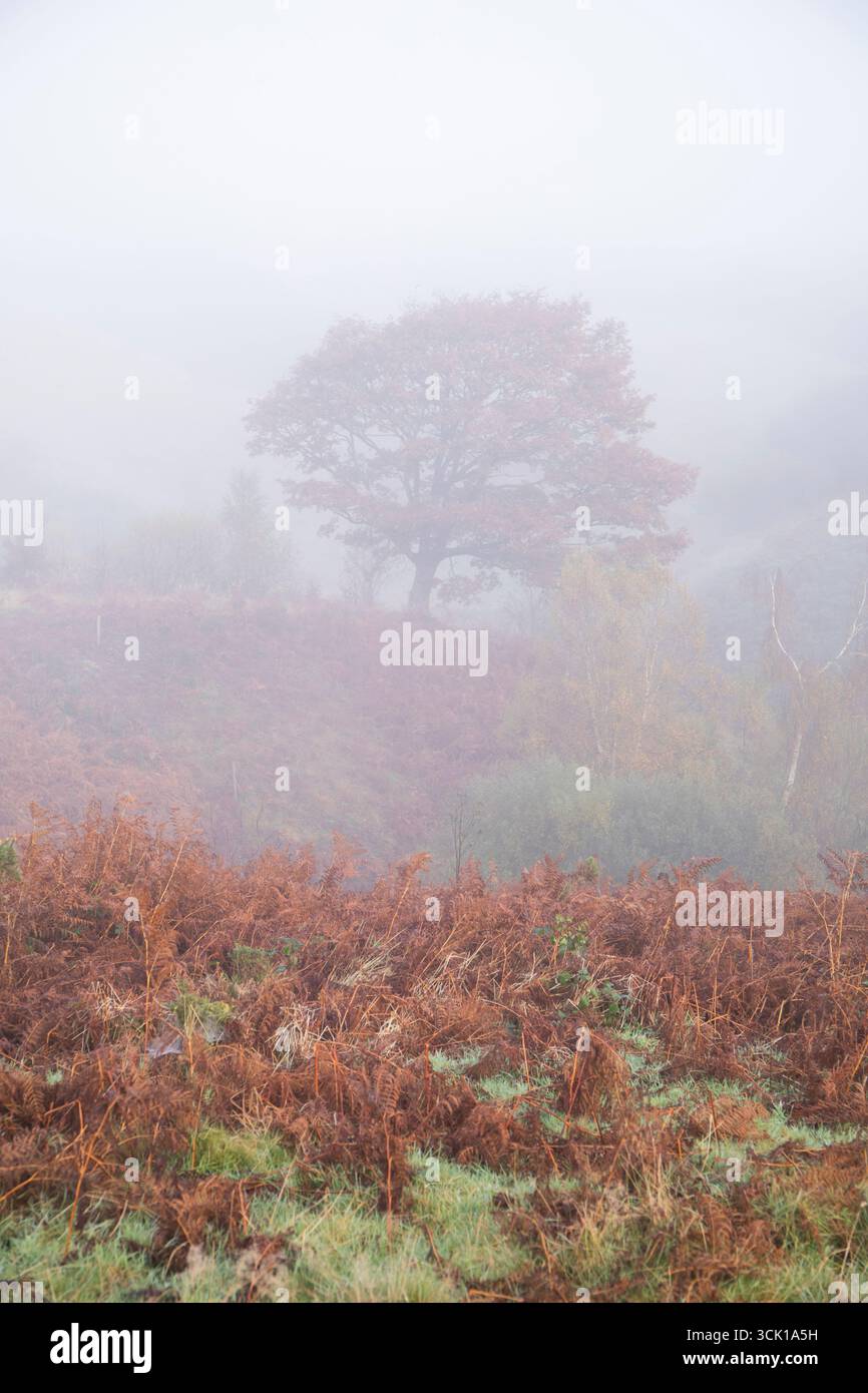 Single October Tree Solitary Oak tree (Quercus petraea) on a misty Autumn morning. Powys ...