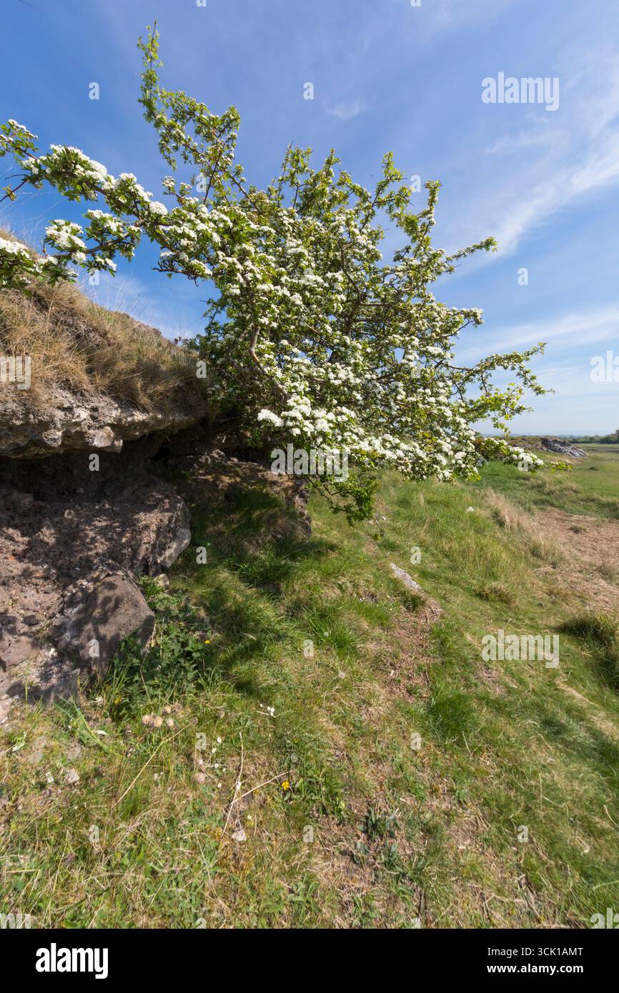 Slag Tree Common Hawthorn (Crataegus monogyna) tree flowering. Growing out of a ...