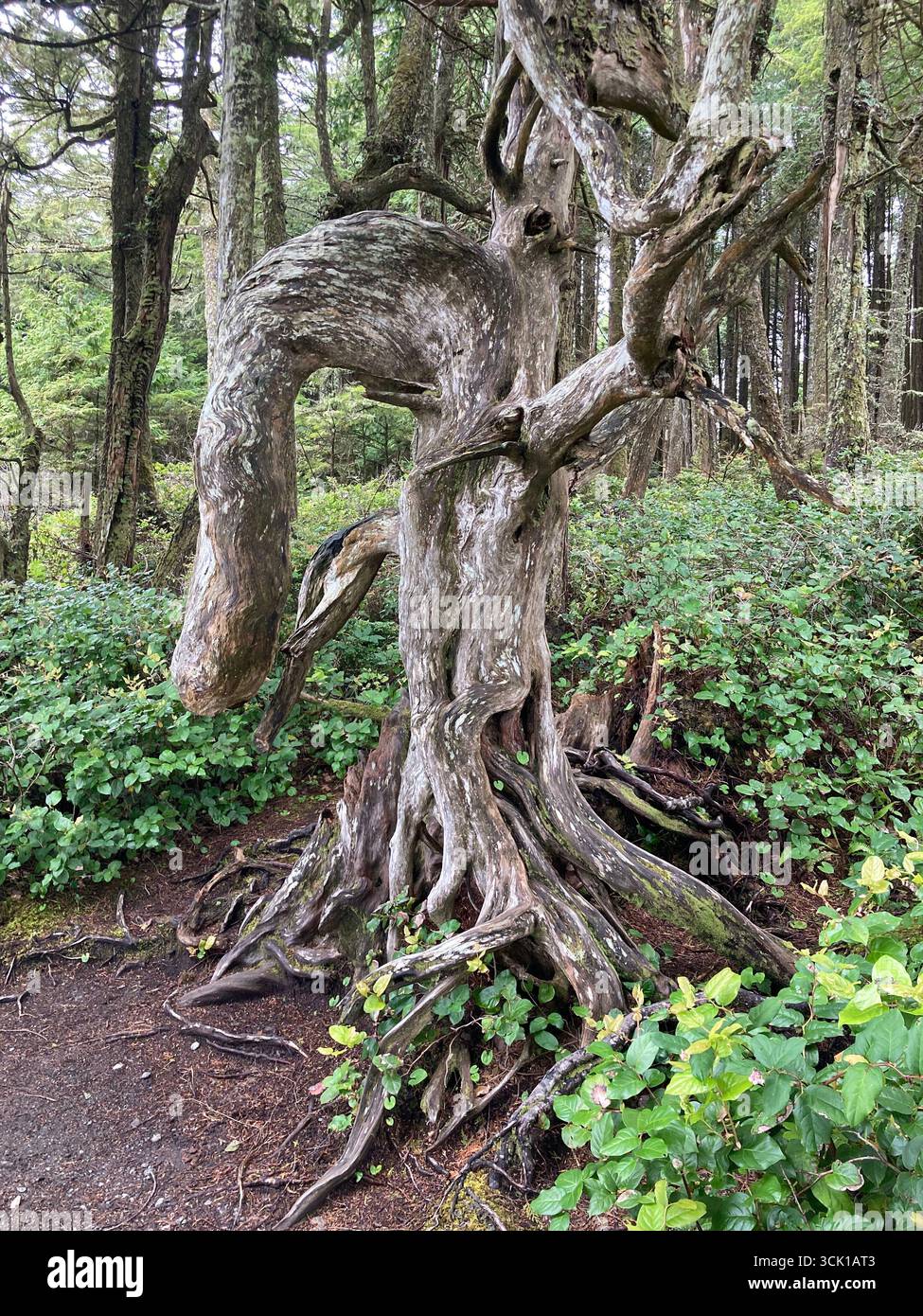 Gnarled tree, Wild Pacific Trail, Lighthouse Loop, Ucluelet, Vancouver Island, British Columbia, Canada - Smartphone Captured Stock Image
