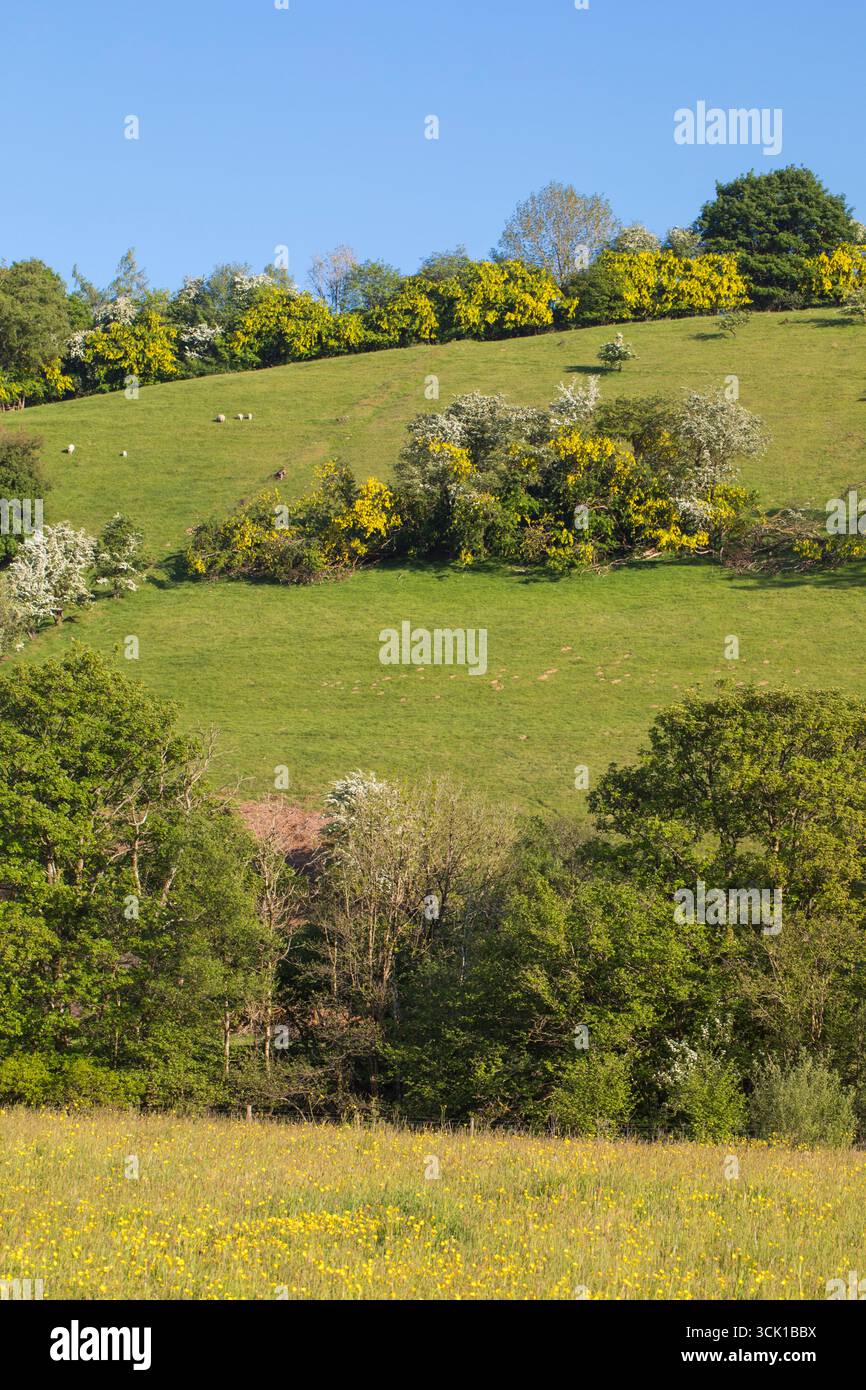 Comon Laburnum (Laburnum anagyroides) flowering in hedges on a hillside in Wales. Often planted to pruce handles for mining tools. Powys, Wales. May. Stock Photo