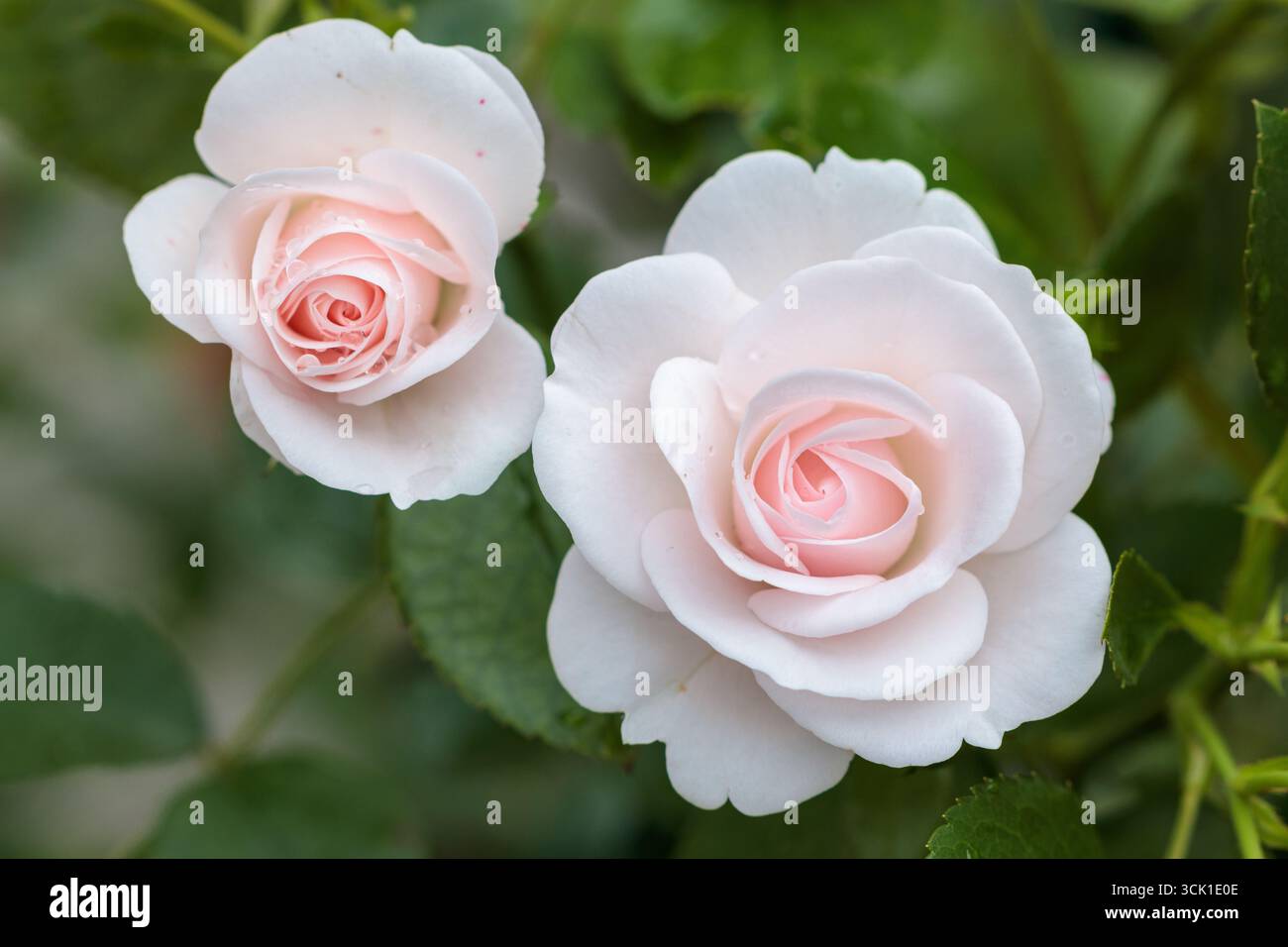 floribunda rose Aspirin in white -light pink with rain drops macro Stock Photo