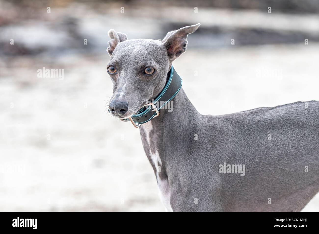 Whippet on the beach Stock Photo