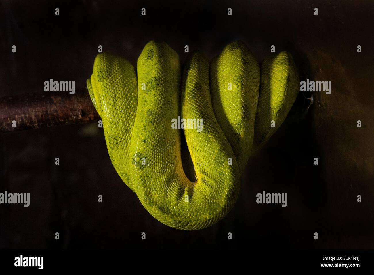 A green tree python hanging from a branch. A sleeping snake, skin texture Stock Photo
