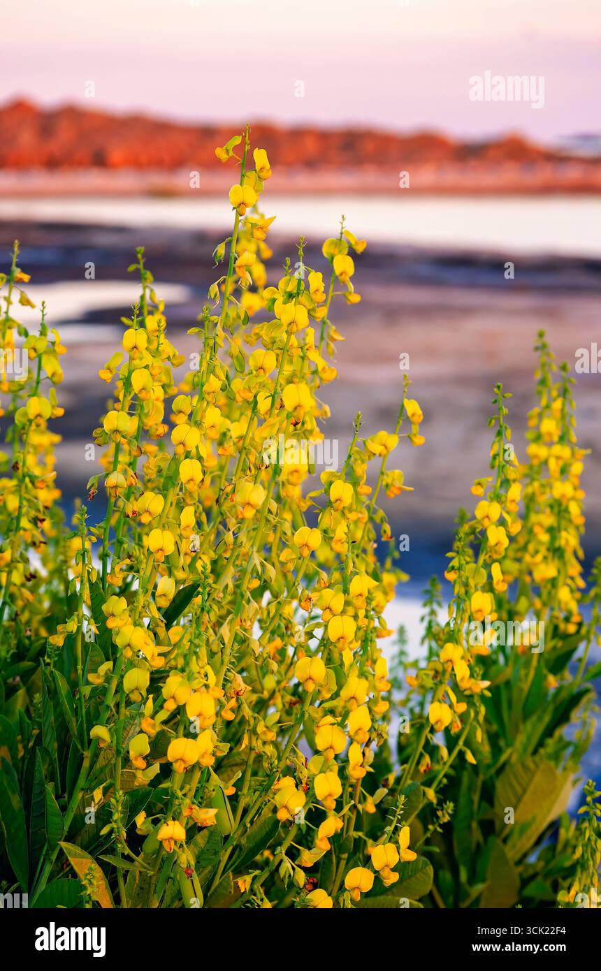 Snowy Rattlebox Showy rattlebox flowers hi-res stock photography and images - Alamy