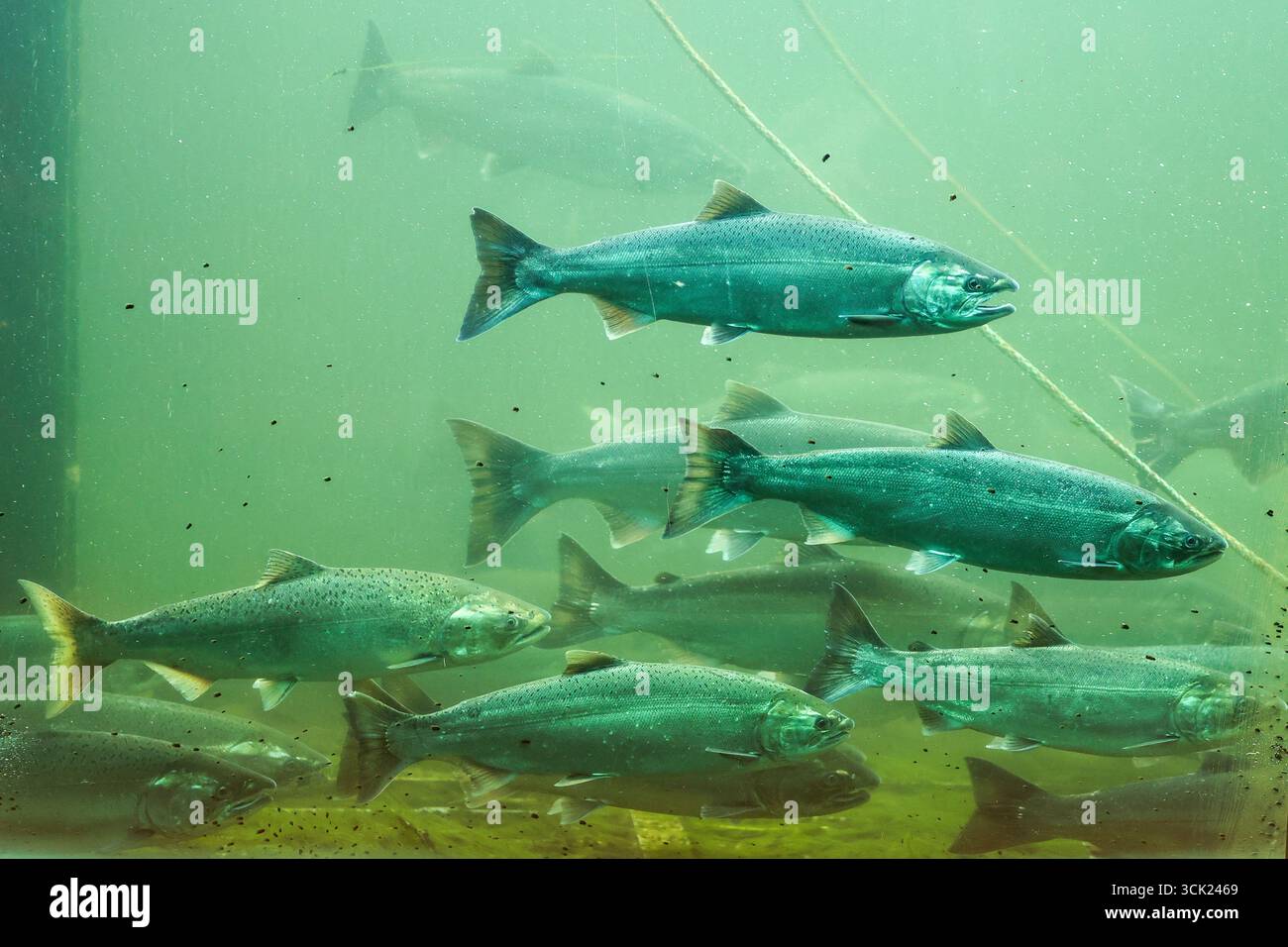 Coho salmon swim in a section of a fish ladder as seen through a window at the public viewing area at the Ballard Locks in Seattle.