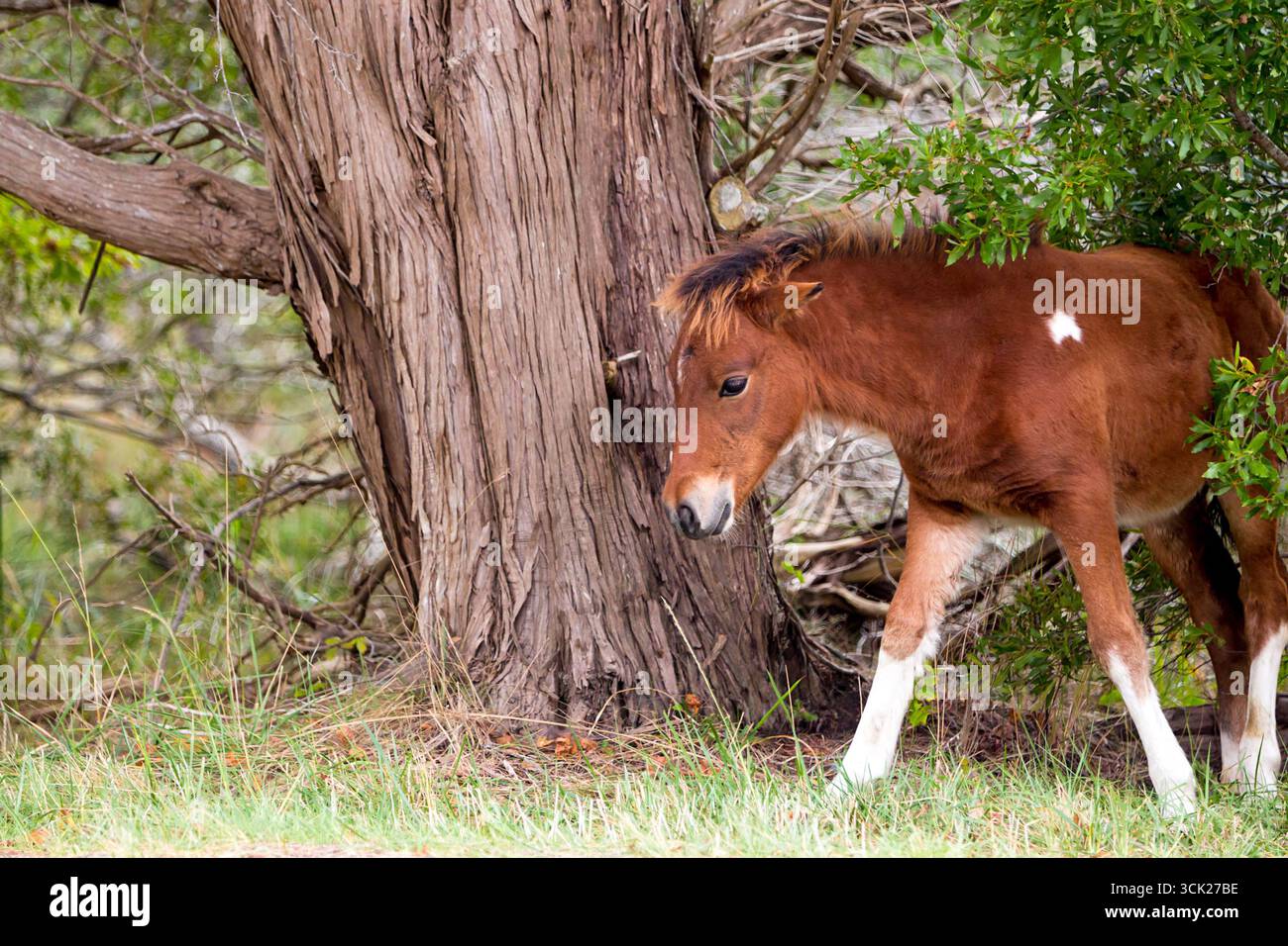 A young wild pony foal (Equus caballus) at Assateague Island National Seashore, Maryland Stock Photo