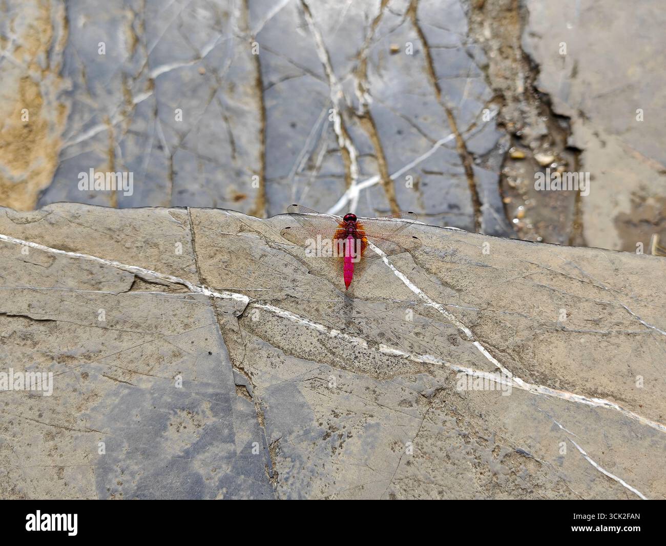 a little red dragonfly on the rock in sunny day Stock Photo