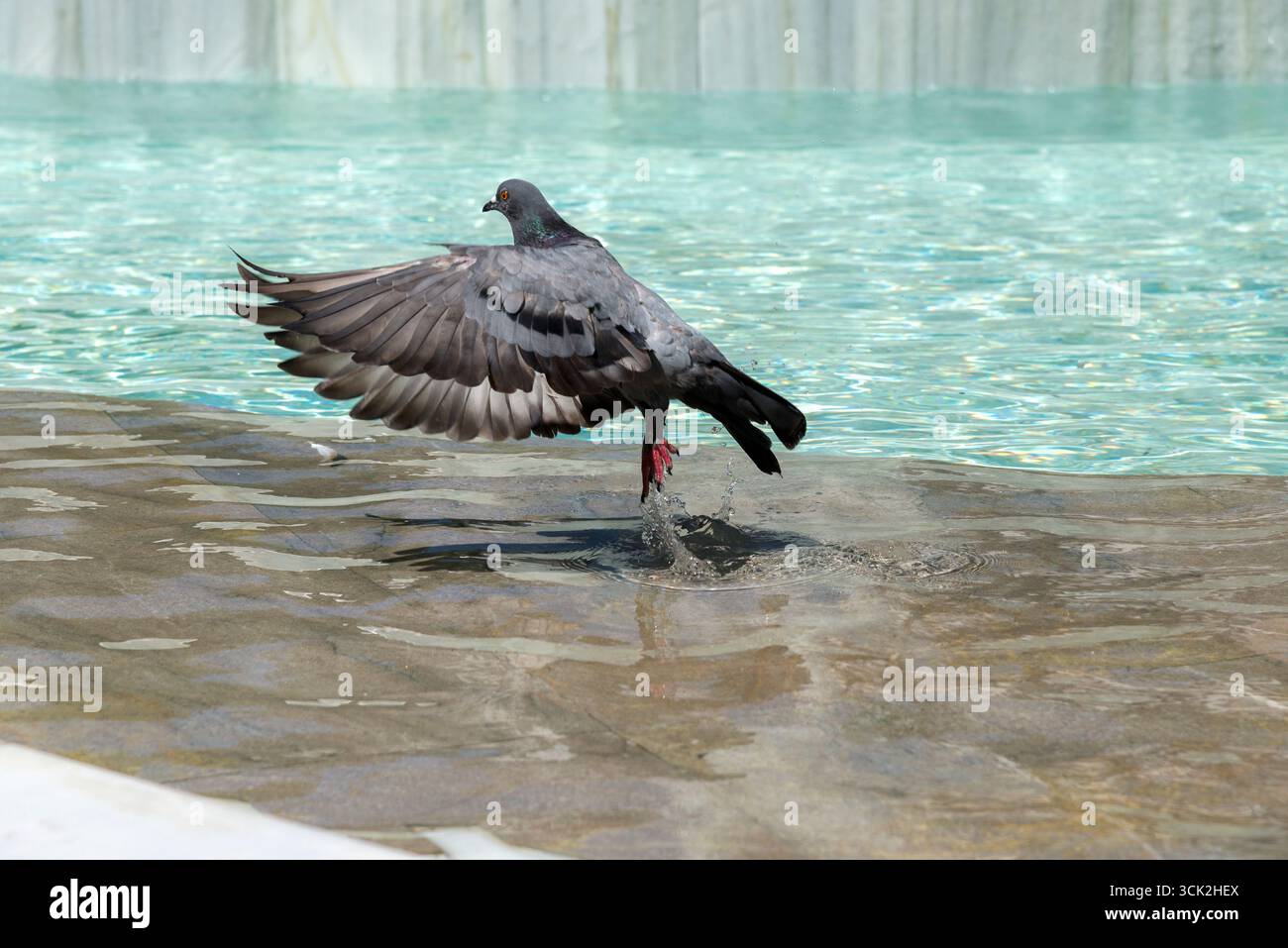 Paloma  gris refrescandose y bebiendo en al agua de una fuente de agua clara en  la ciudad.Paloma comenzado a volar y levantando agua y salpicandose, Stock Photo