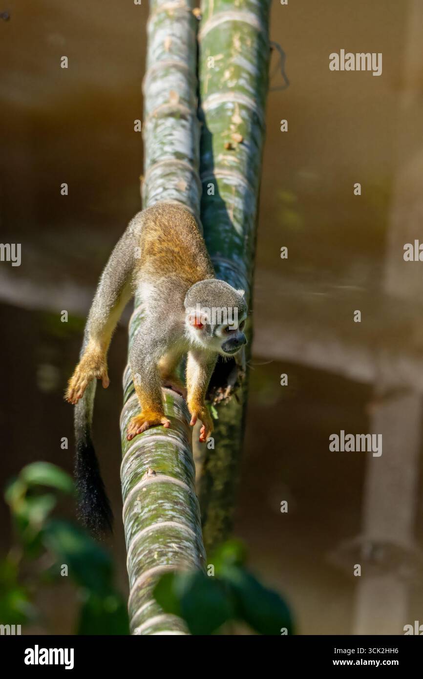Ecuadorian squirrel monkey (Saimiri cassiquiarensis macrodon) on a bamboo log in the Amazon Basin in Ecuador. Stock Photo