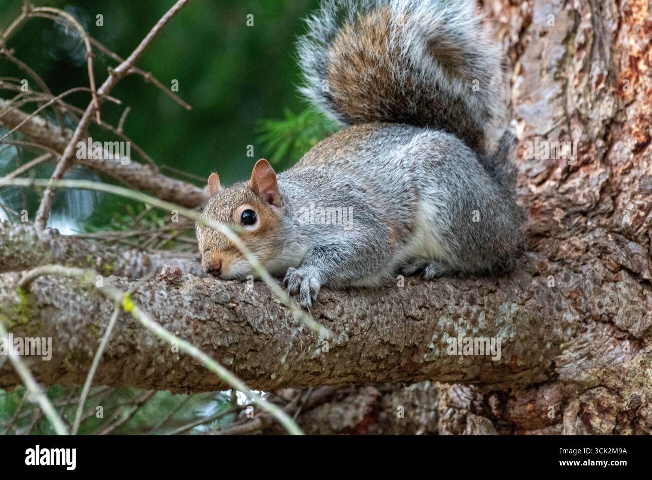 Relaxed Squirrel Lounging on Tree Limb in Natural Setting Stock Photo