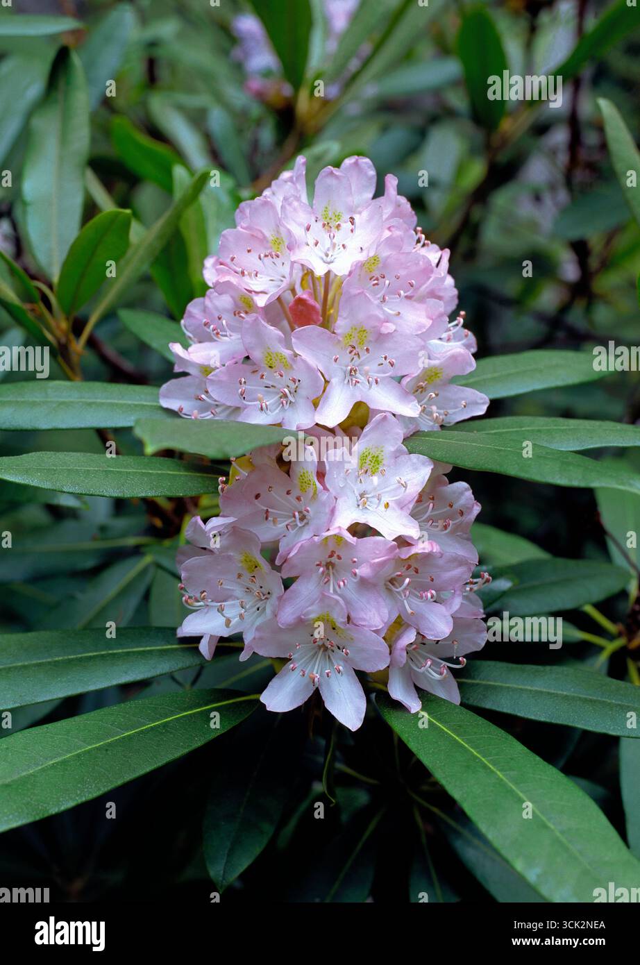 rhododendron torferde Rhododendron Marie Forte | 80-100 cm im Topf main image 1