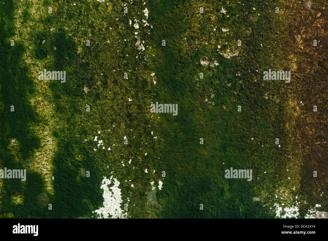 Green Moss on the old Concrete wall surface Stock Photo