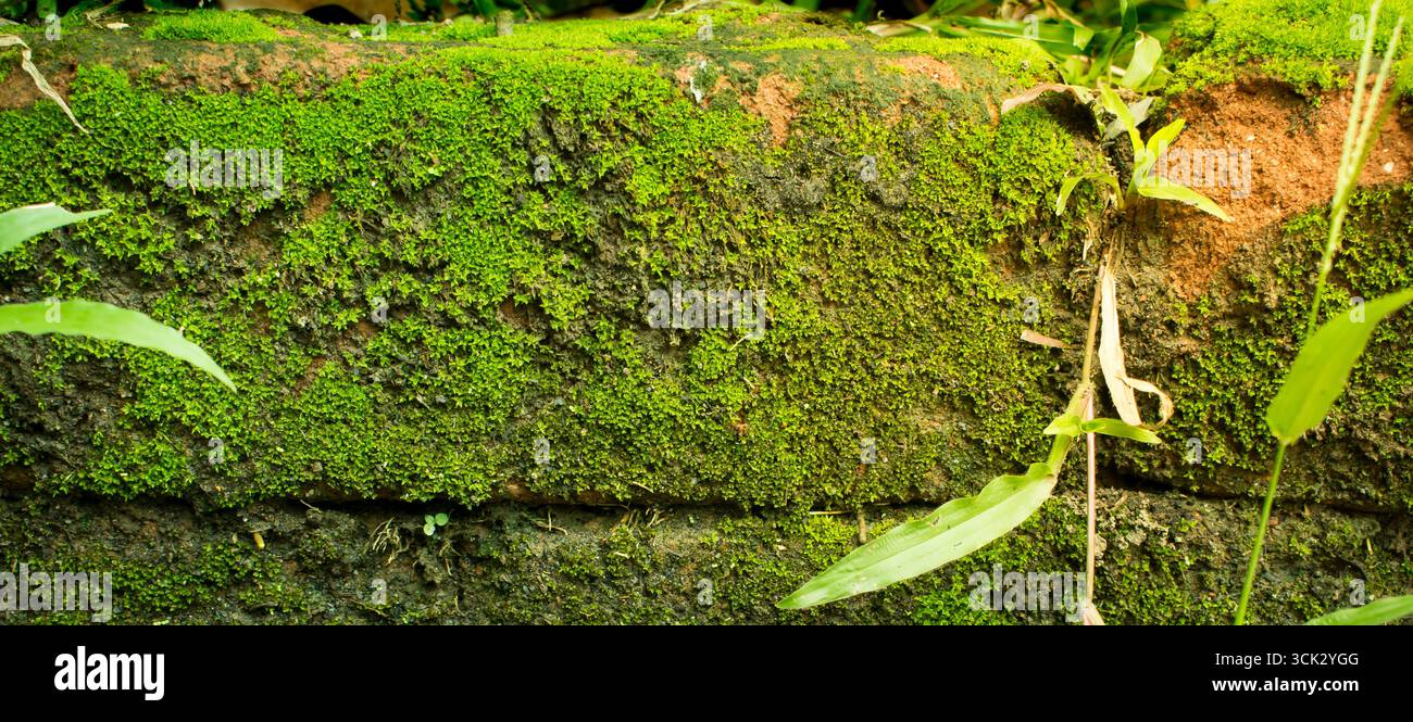 Moss Growing on a Brick Wall Stock Photo